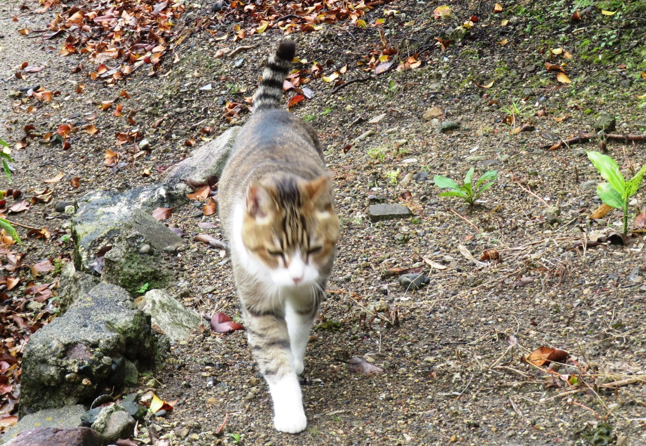 ねこ、風太　巡回
