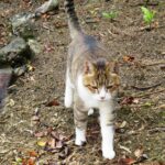 ねこ、風太　巡回