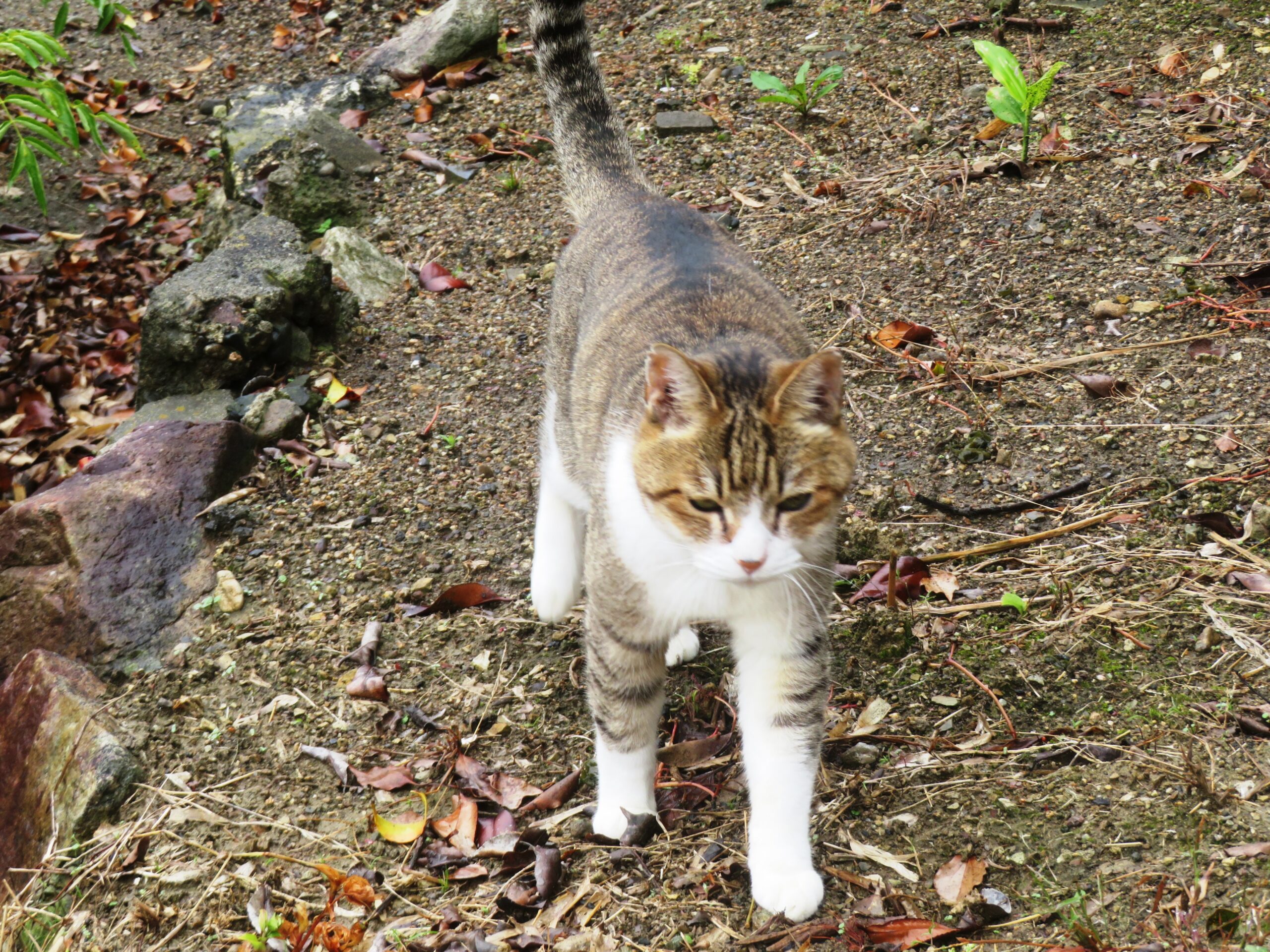 ねこ、風太　巡回