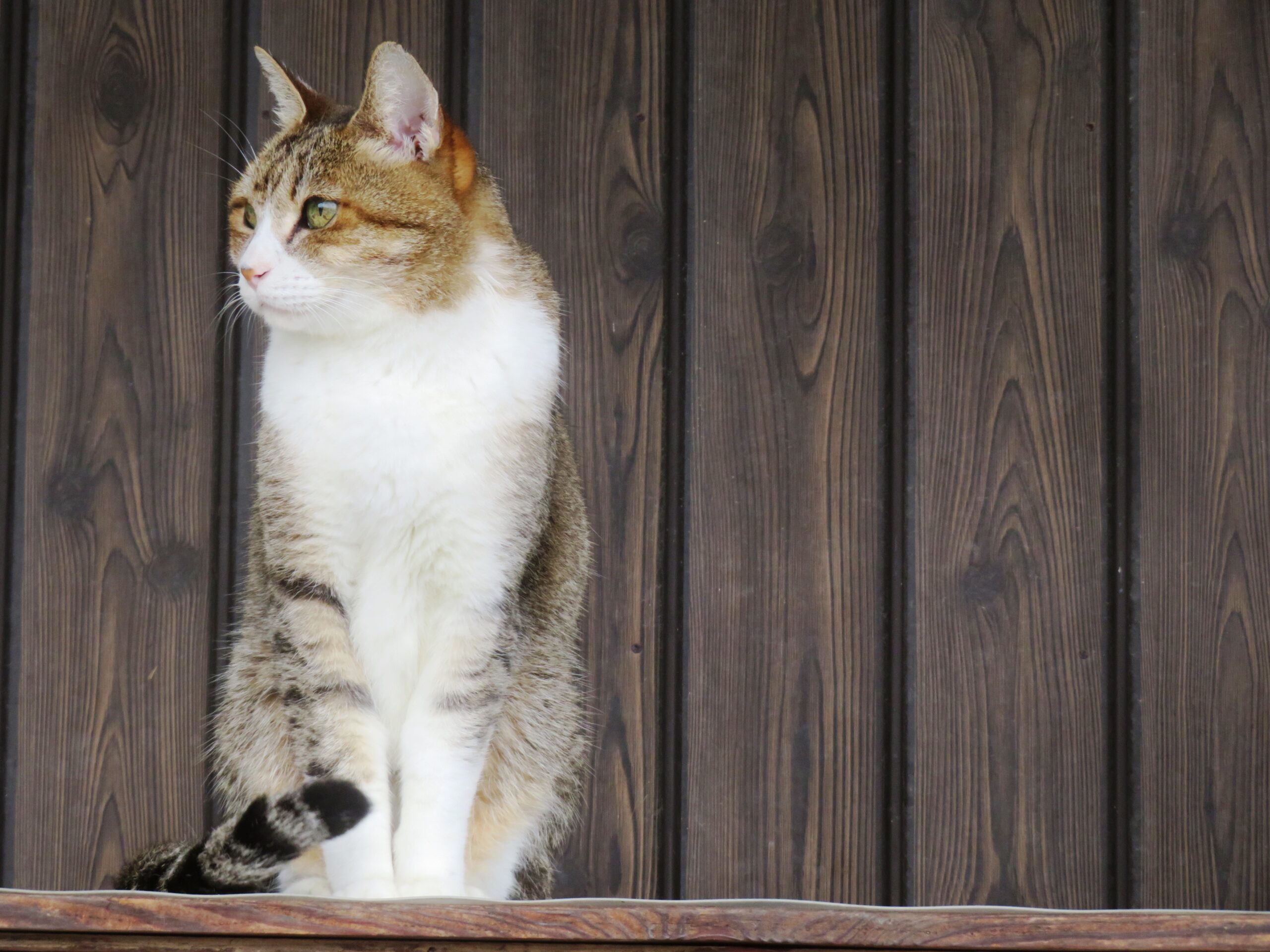 ねこ、風太 巡回