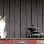 ねこ、風太　巡回