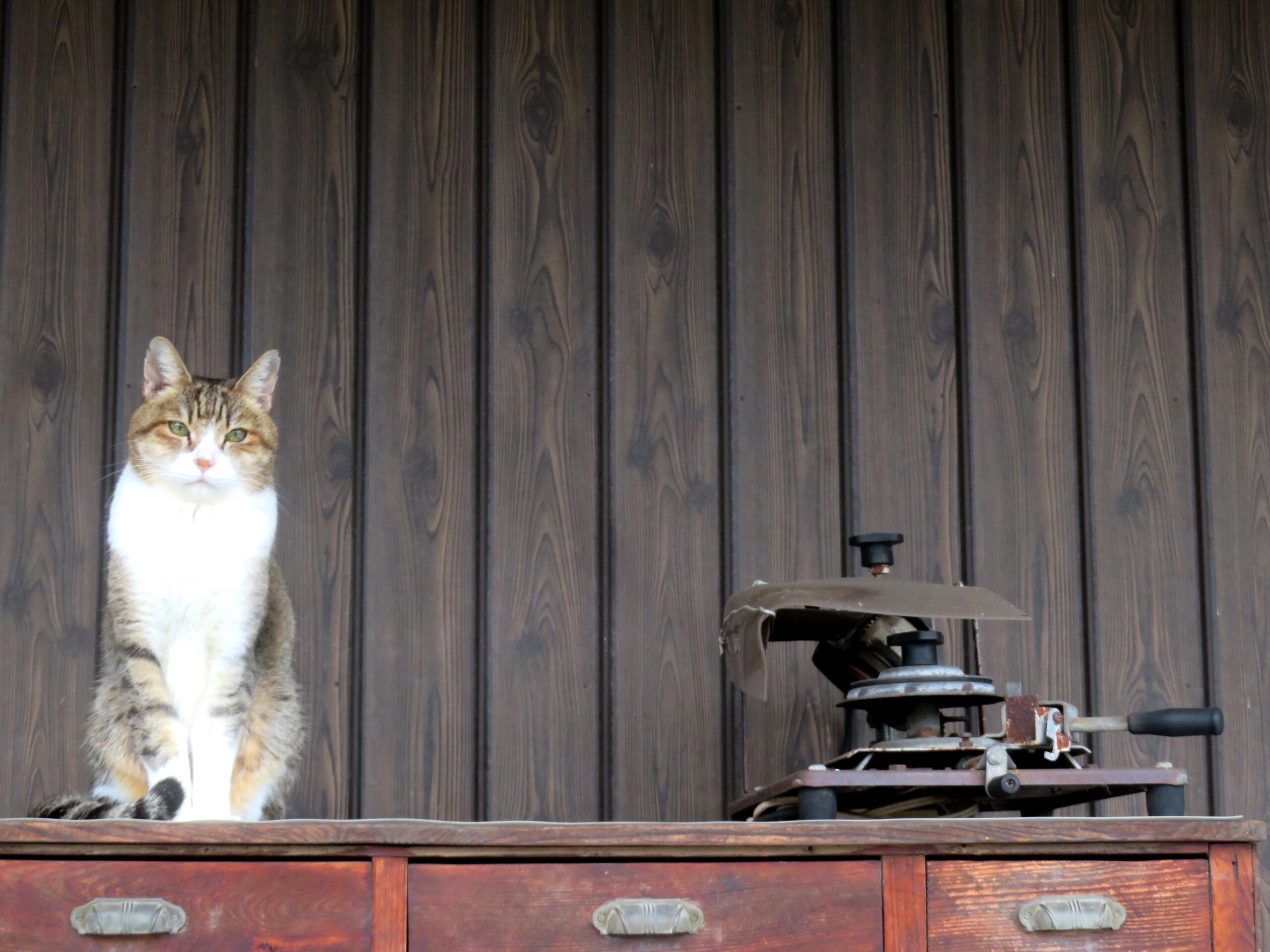 ねこ、風太 巡回