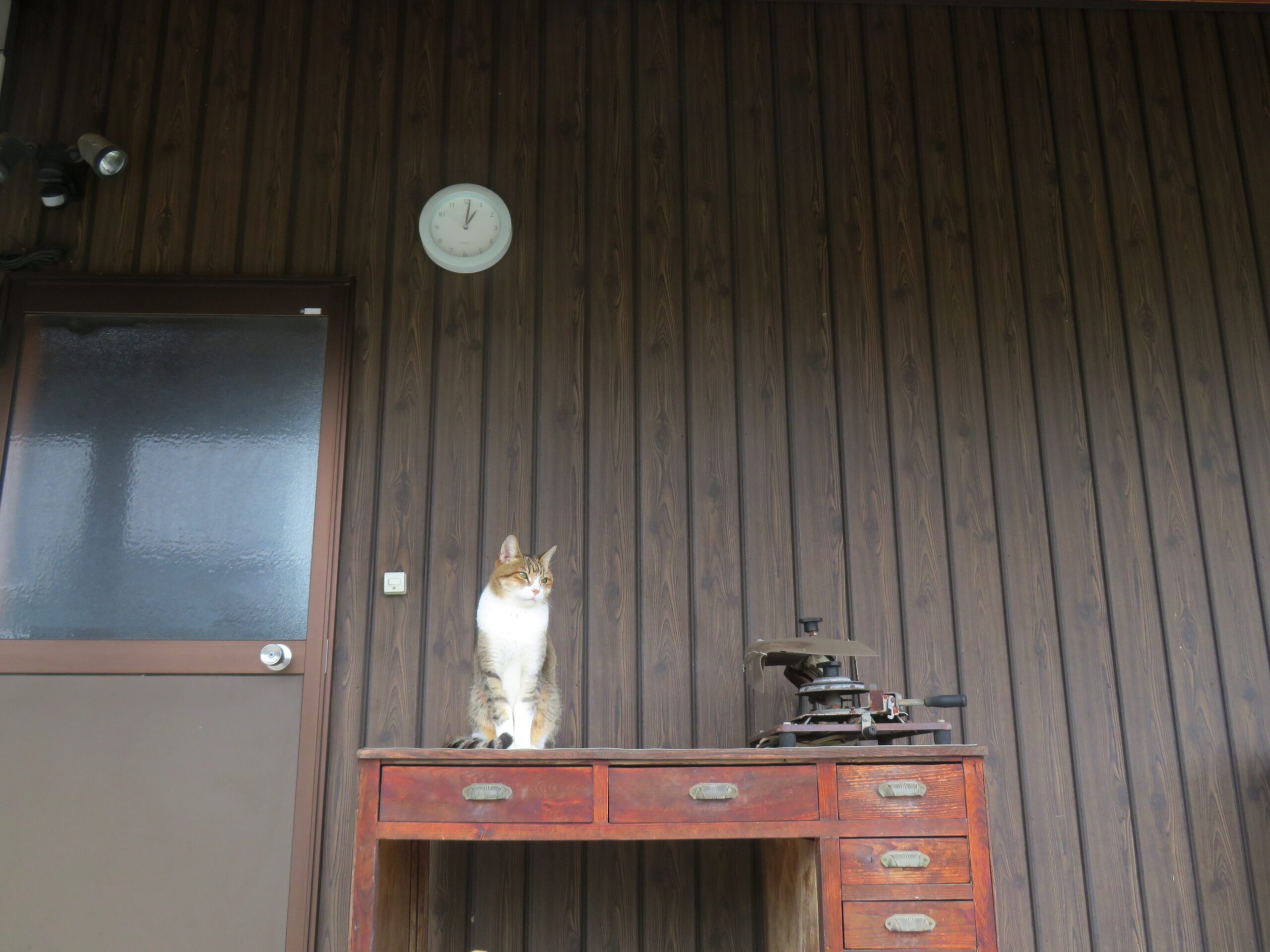 ねこ、風太 巡回