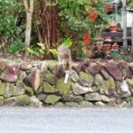 ねこ、風太　巡回