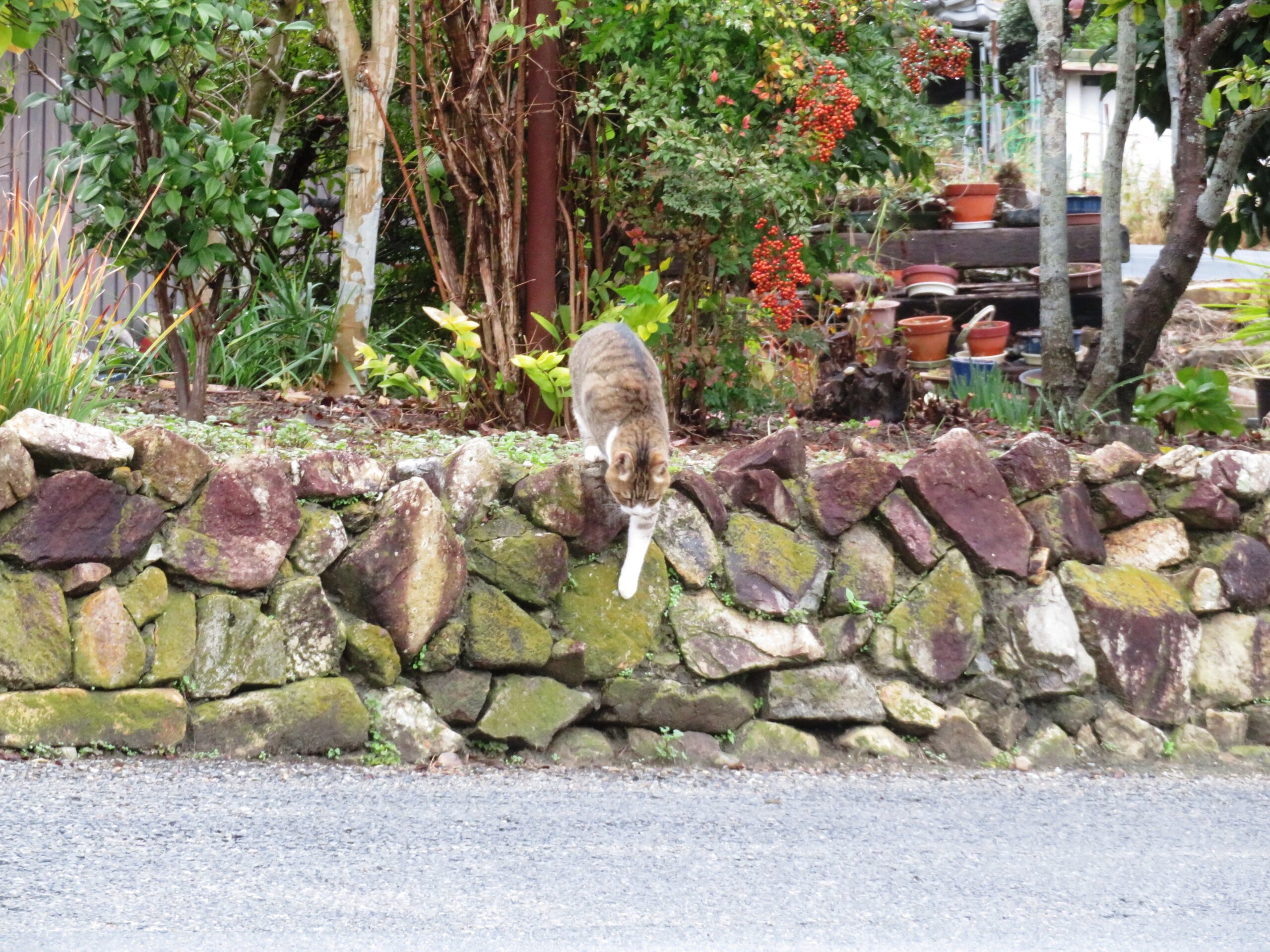 ねこ、風太　巡回