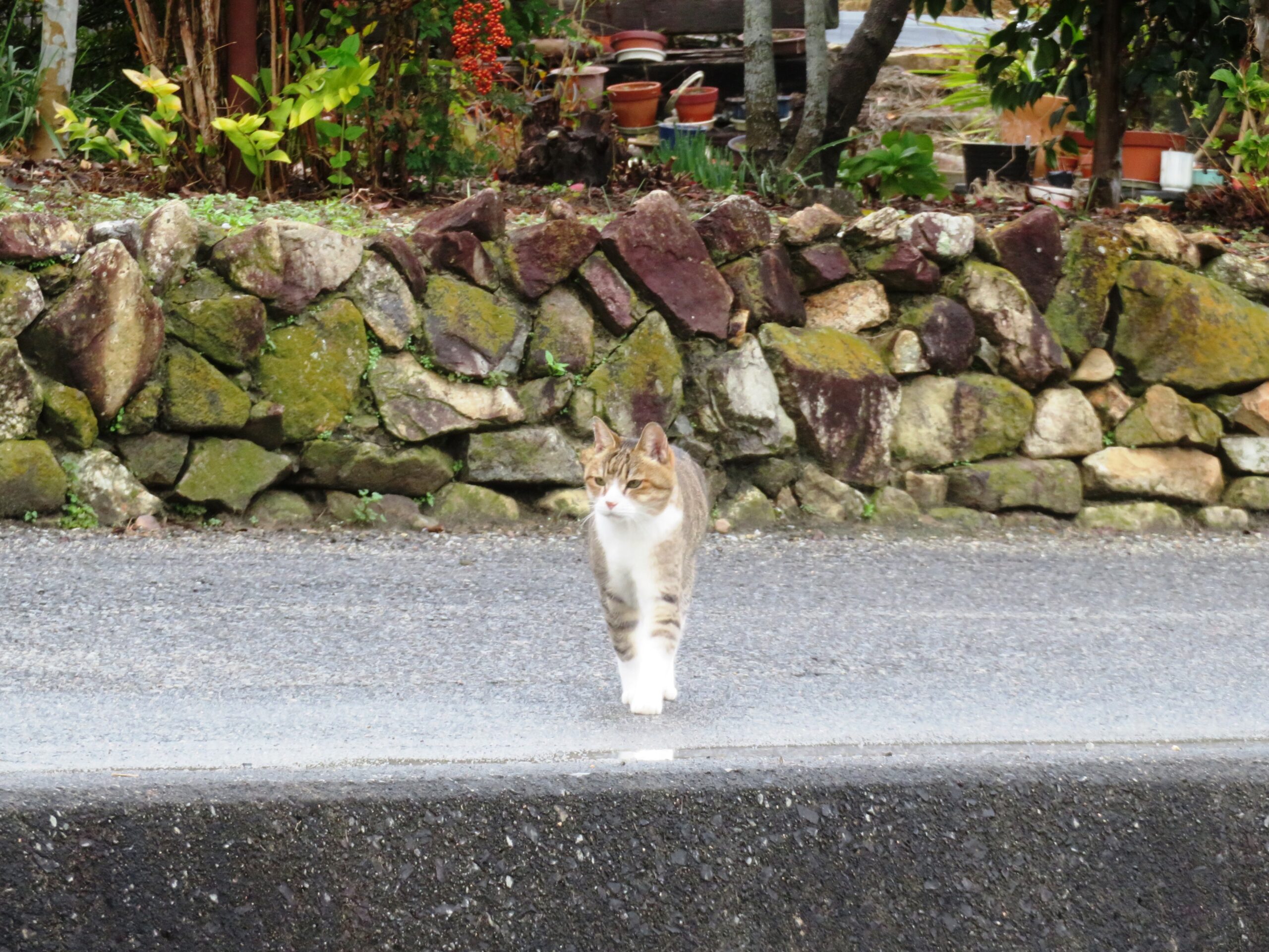ねこ、風太　巡回