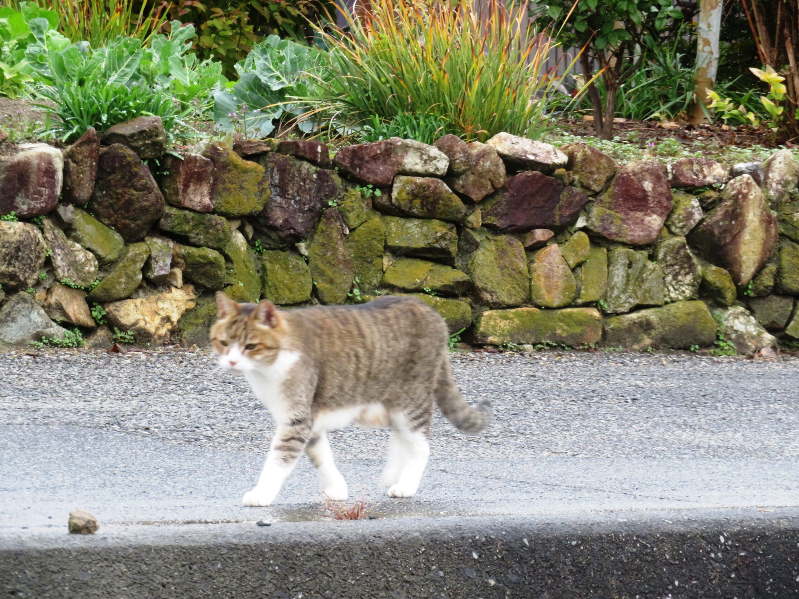 ねこ、風太　巡回