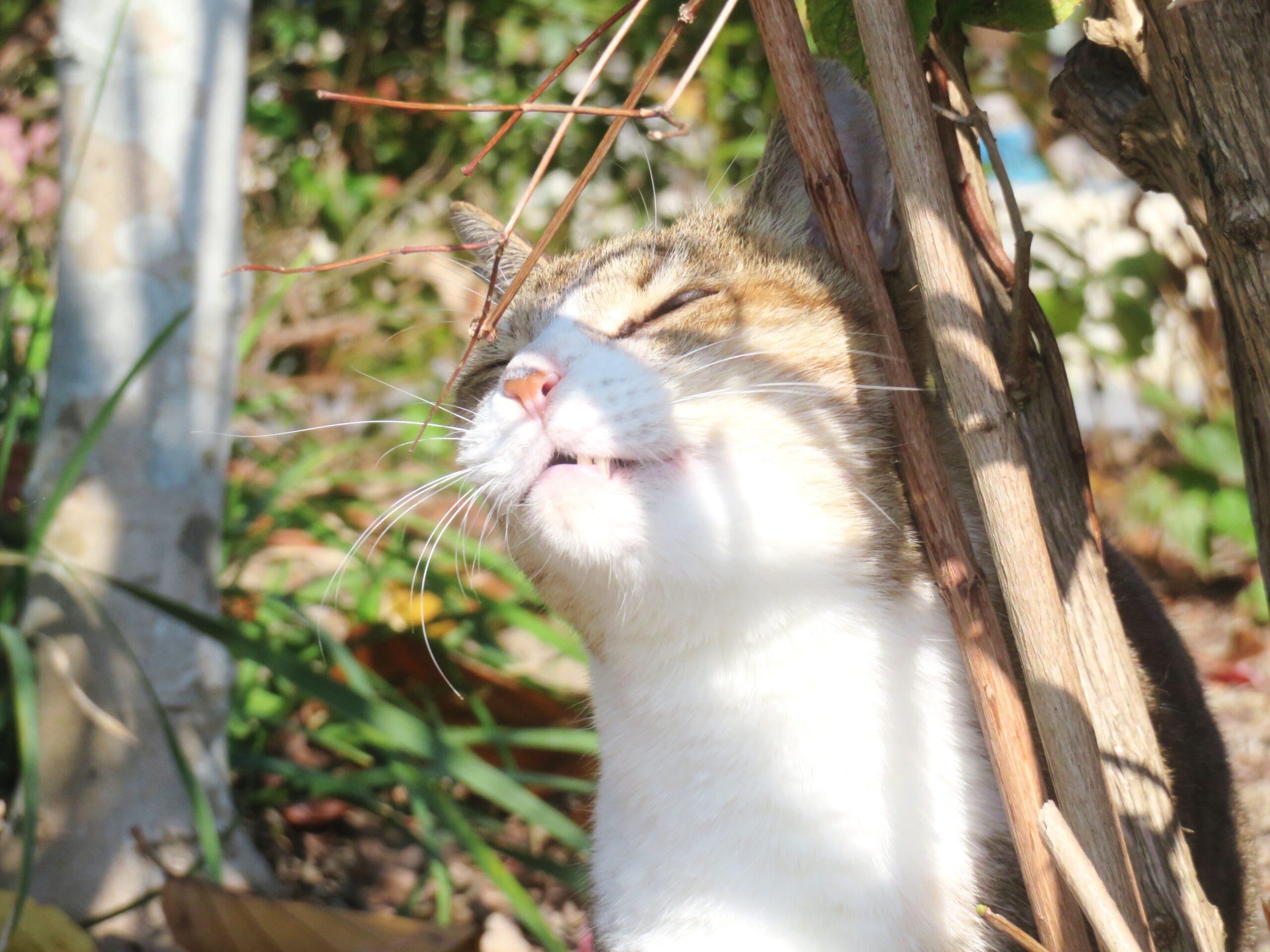 ねこ、風太　巡回