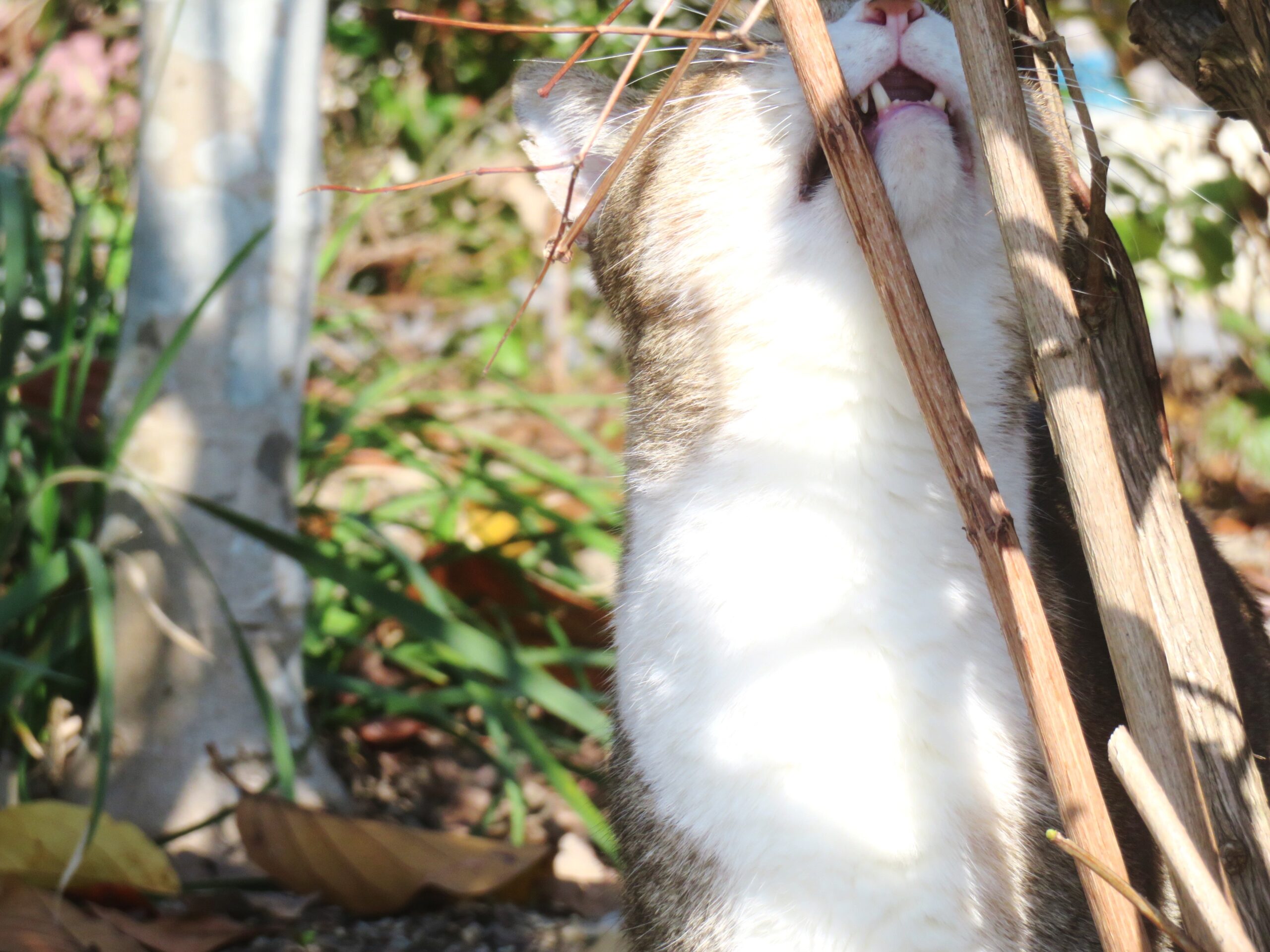 ねこ、風太　巡回
