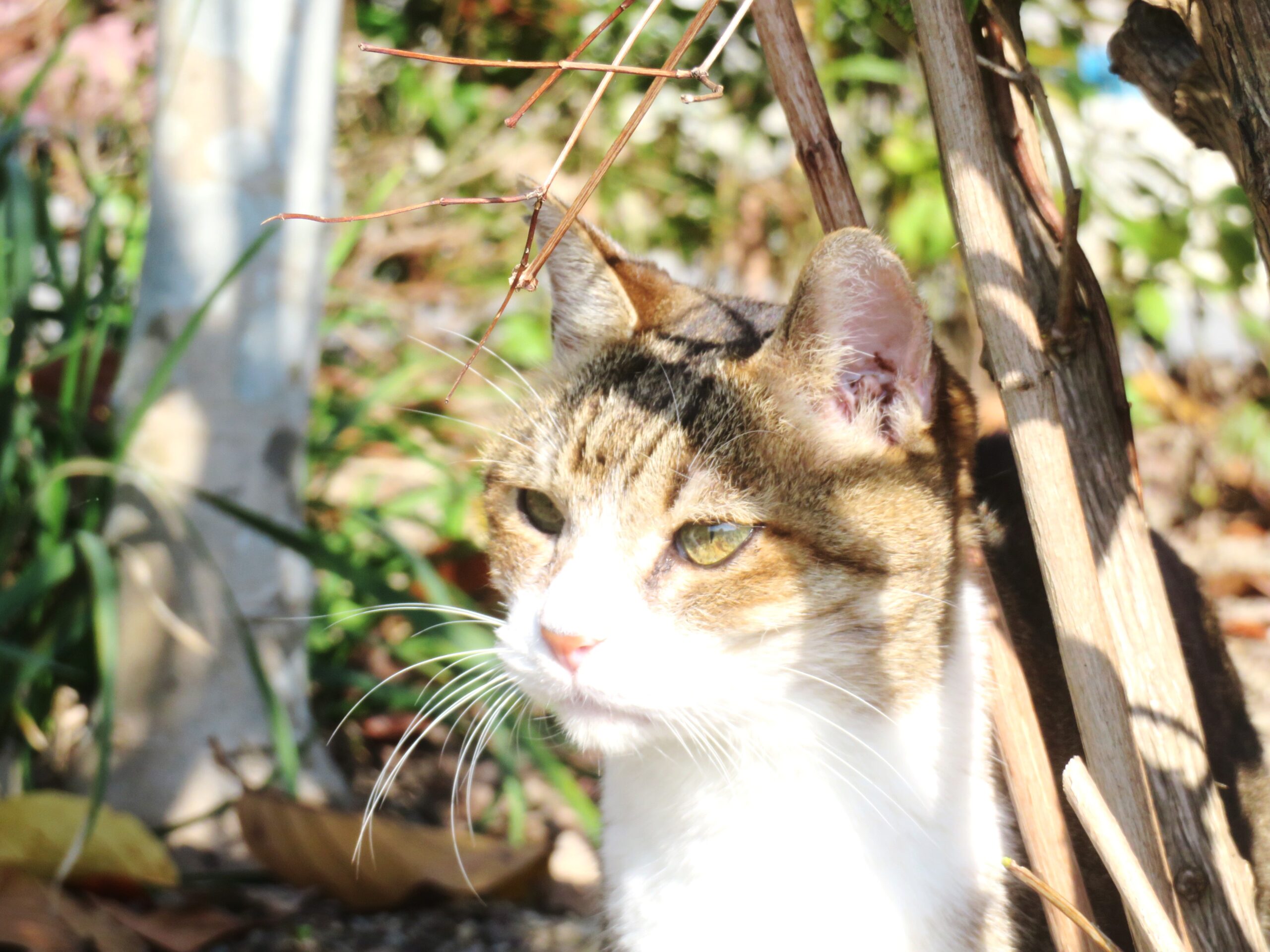 ねこ、風太　巡回