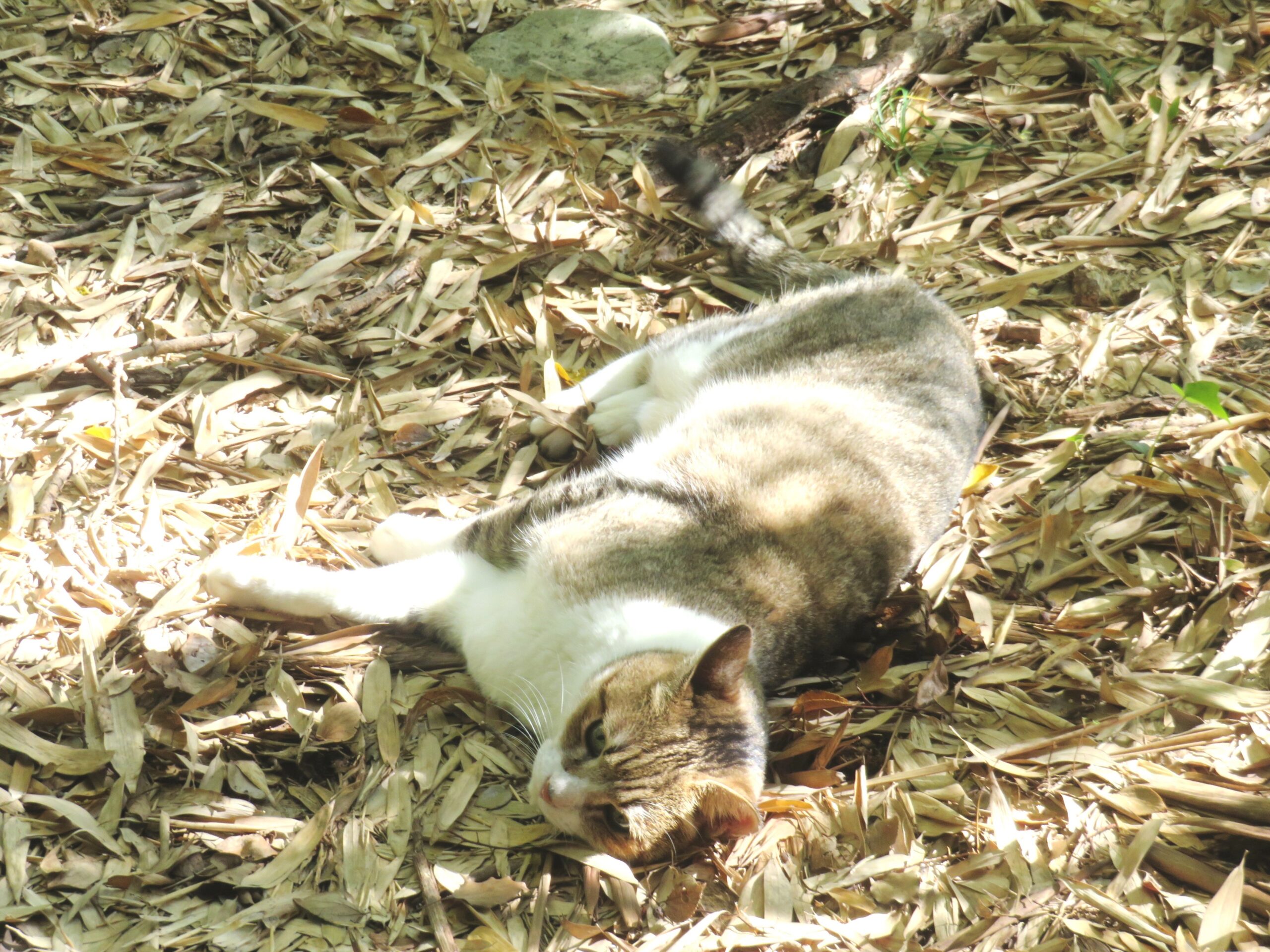 ねこ、風太 巡回