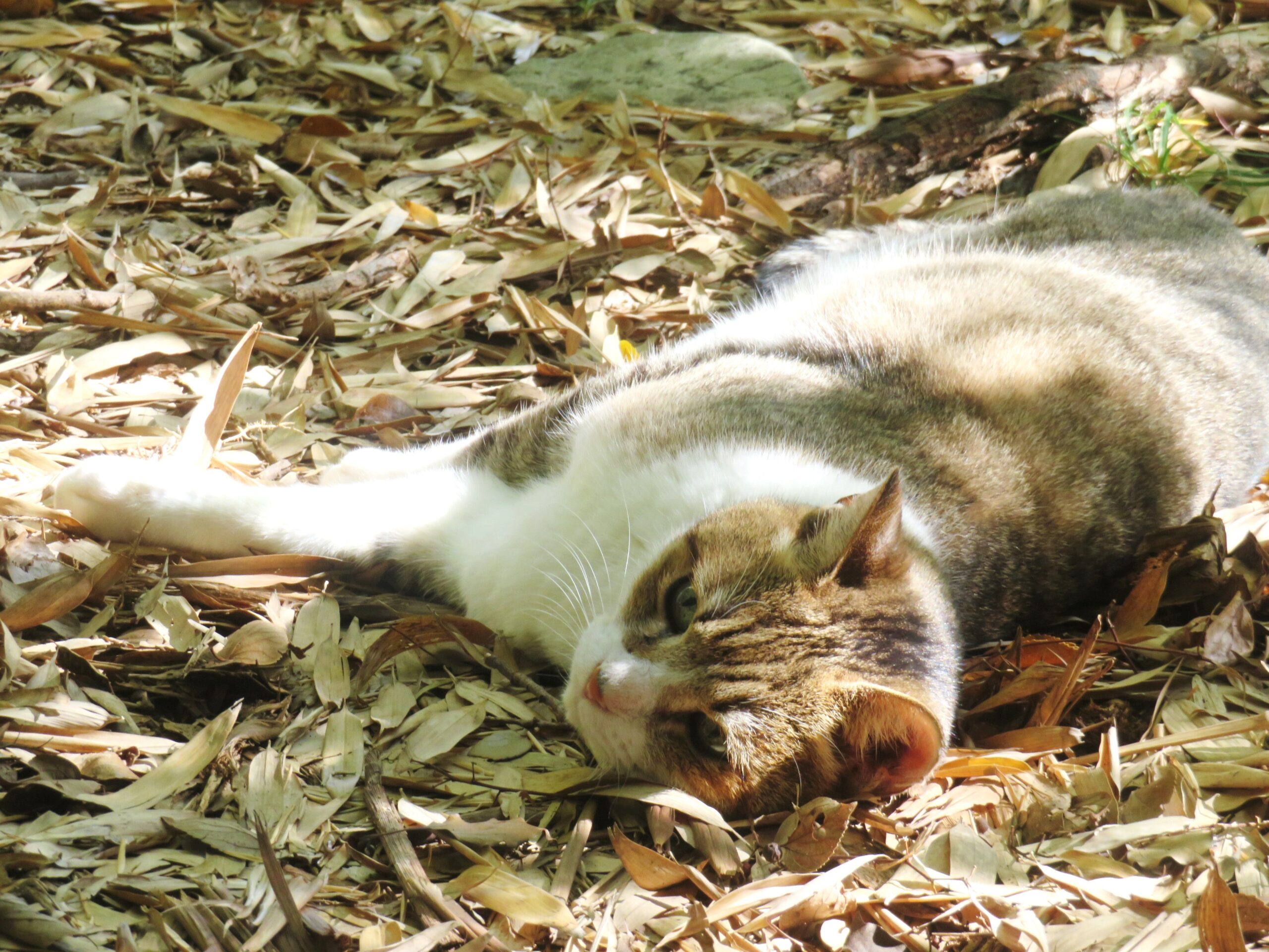 ねこ、風太 巡回