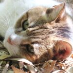 ねこ、風太　巡回