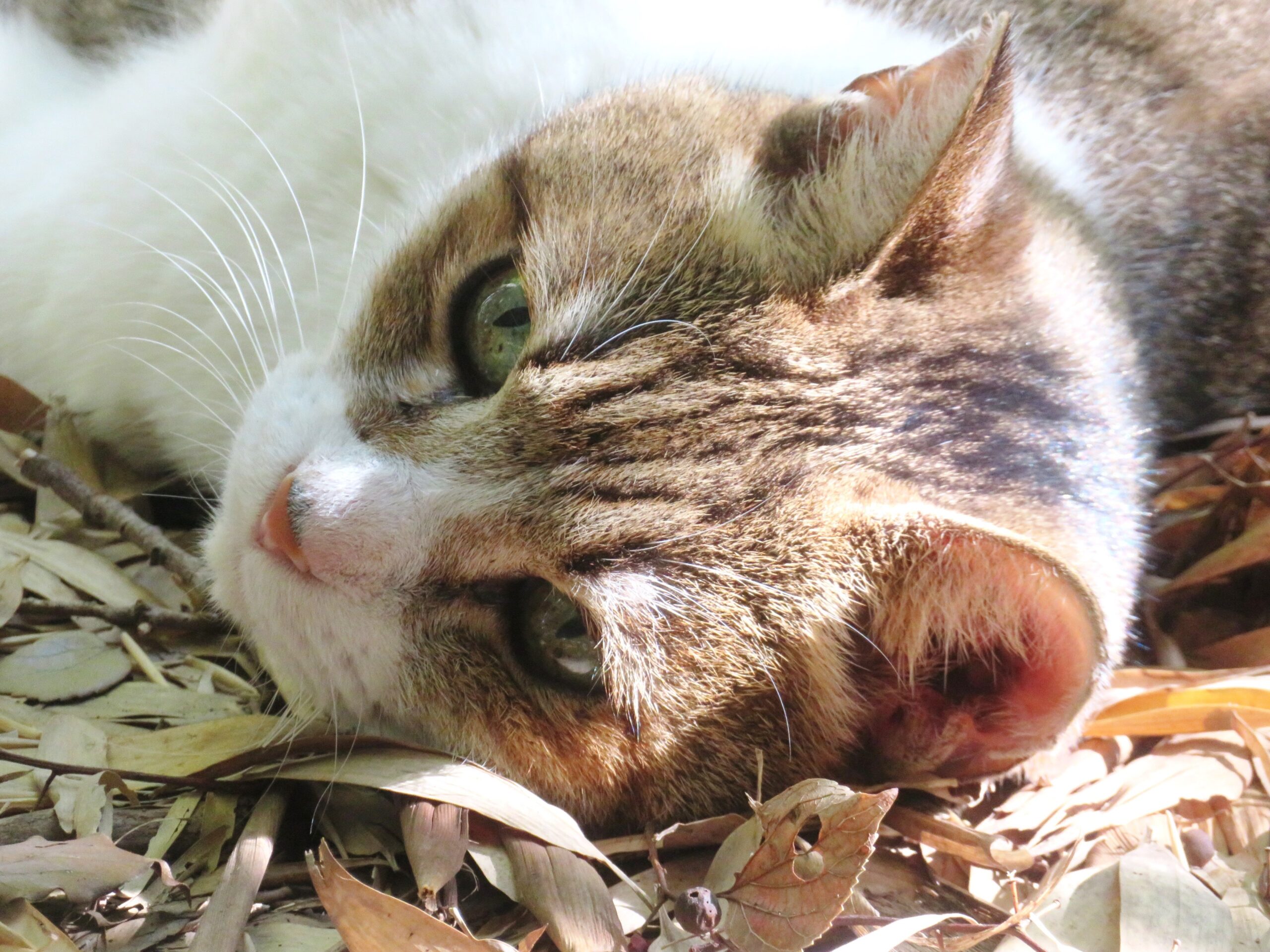 ねこ、風太 巡回