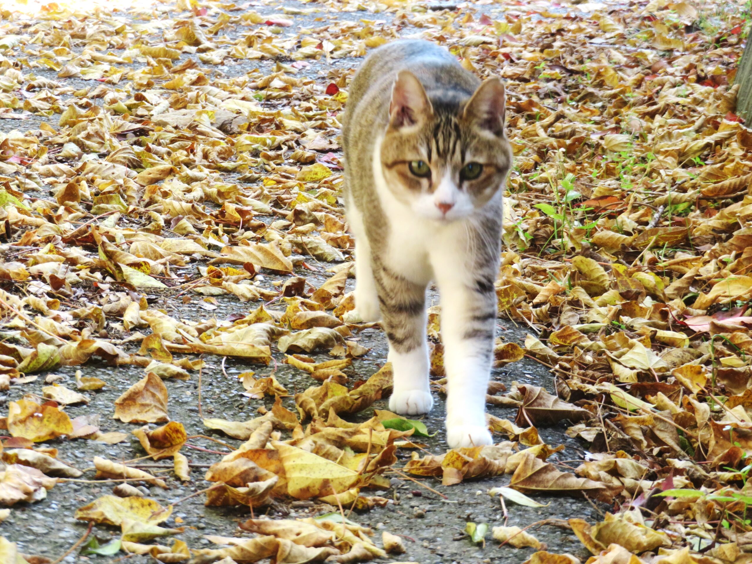 ねこ、風太　巡回
