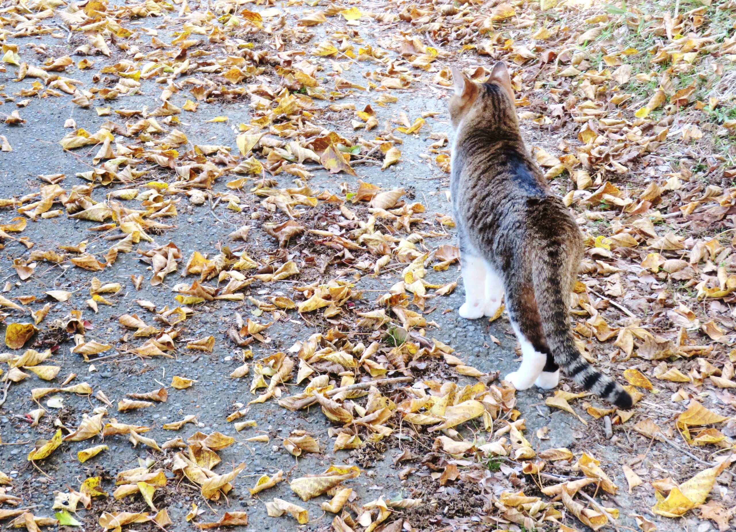 ねこ、風太　巡回