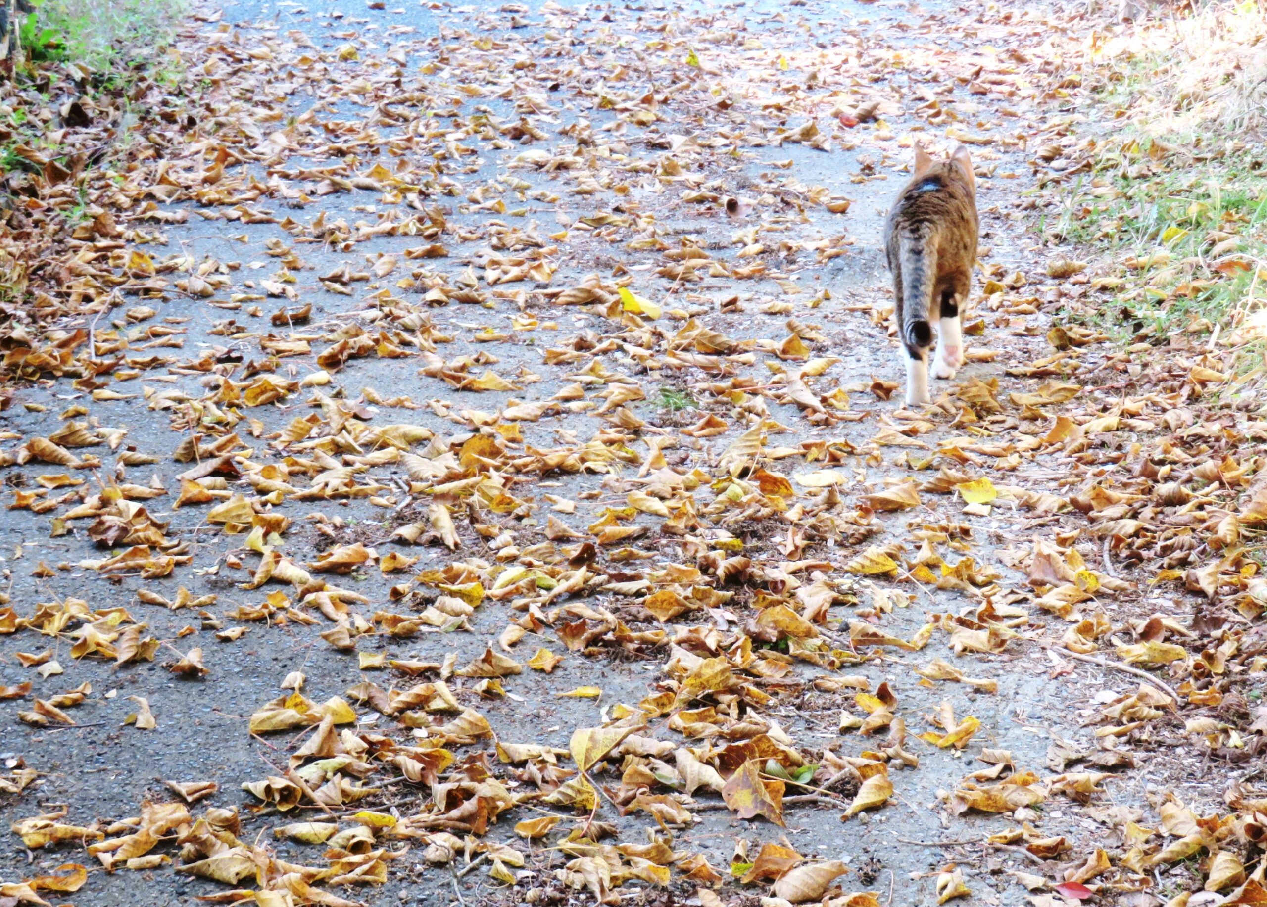 ねこ、風太　巡回