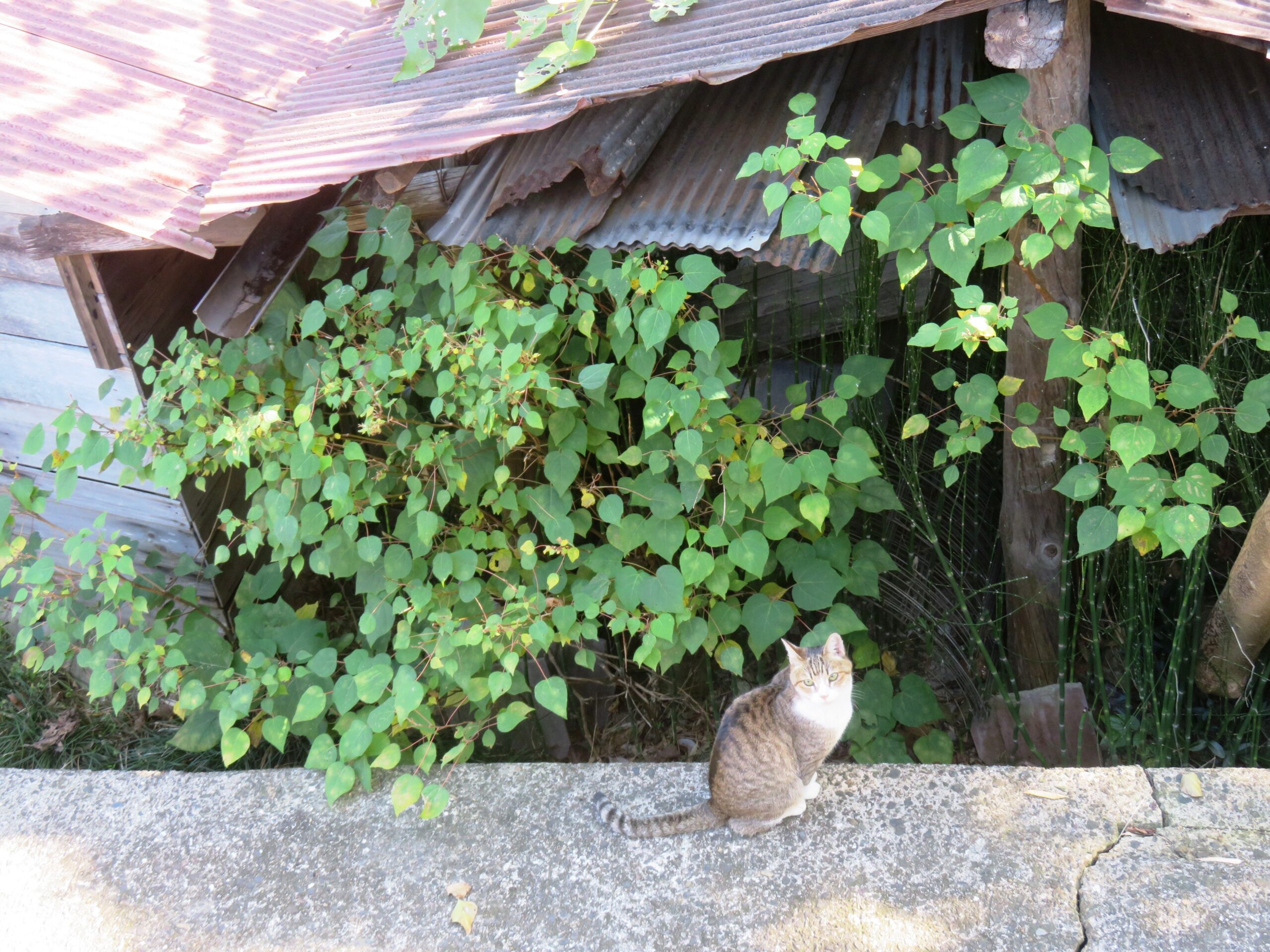 ねこ、風太　巡回