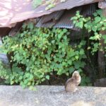 ねこ、風太　巡回