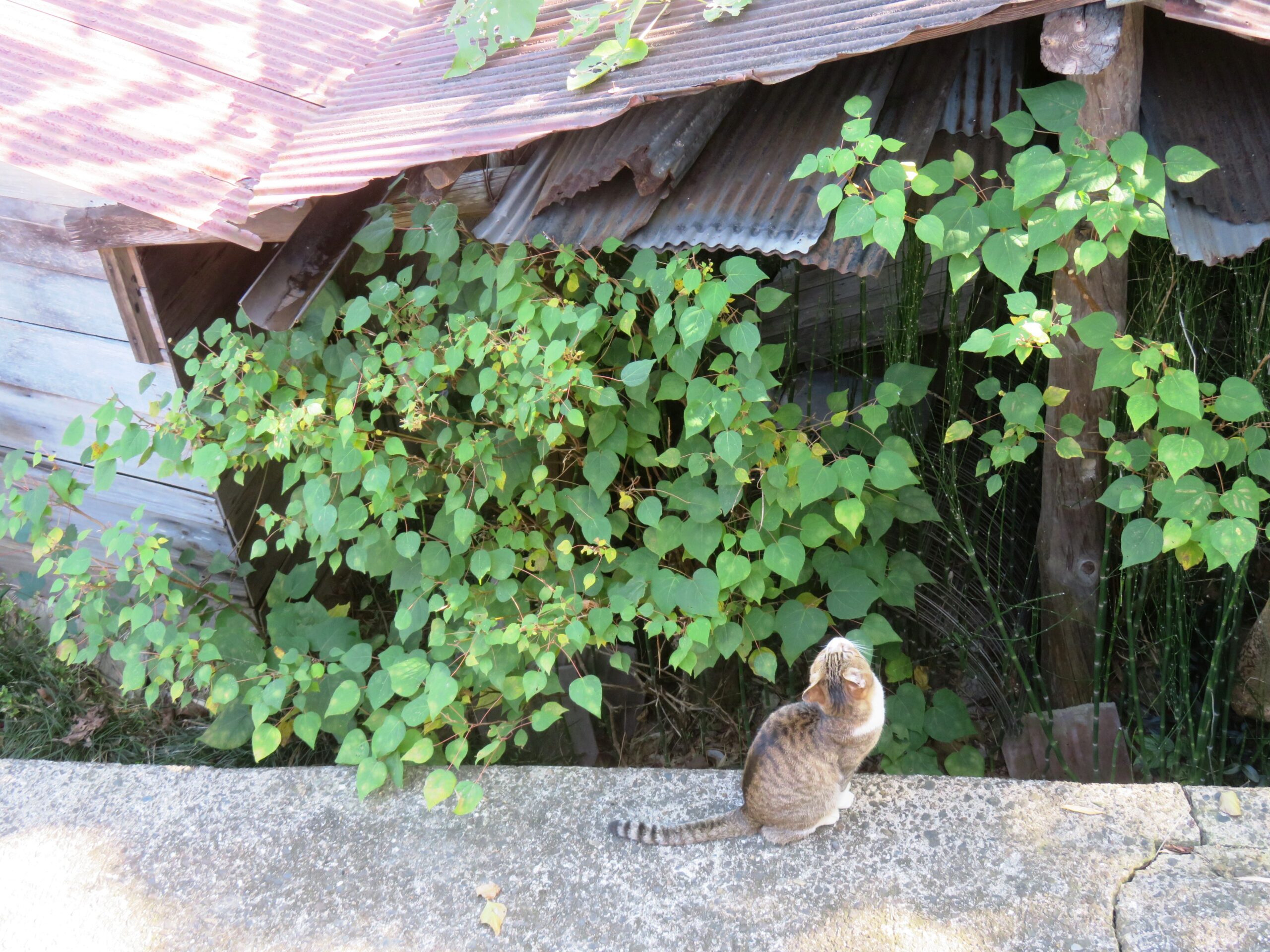 ねこ、風太　巡回