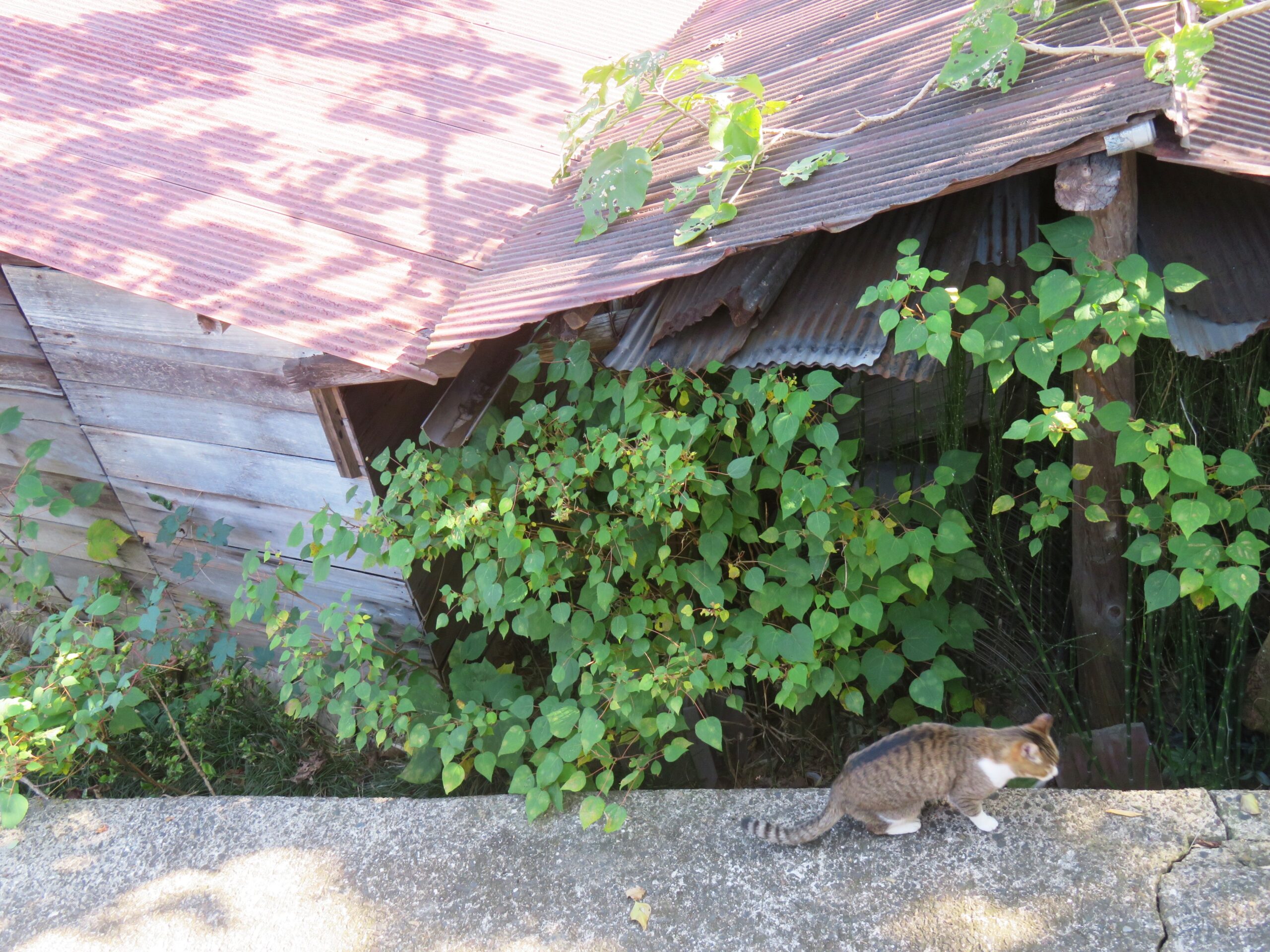 ねこ、風太　巡回