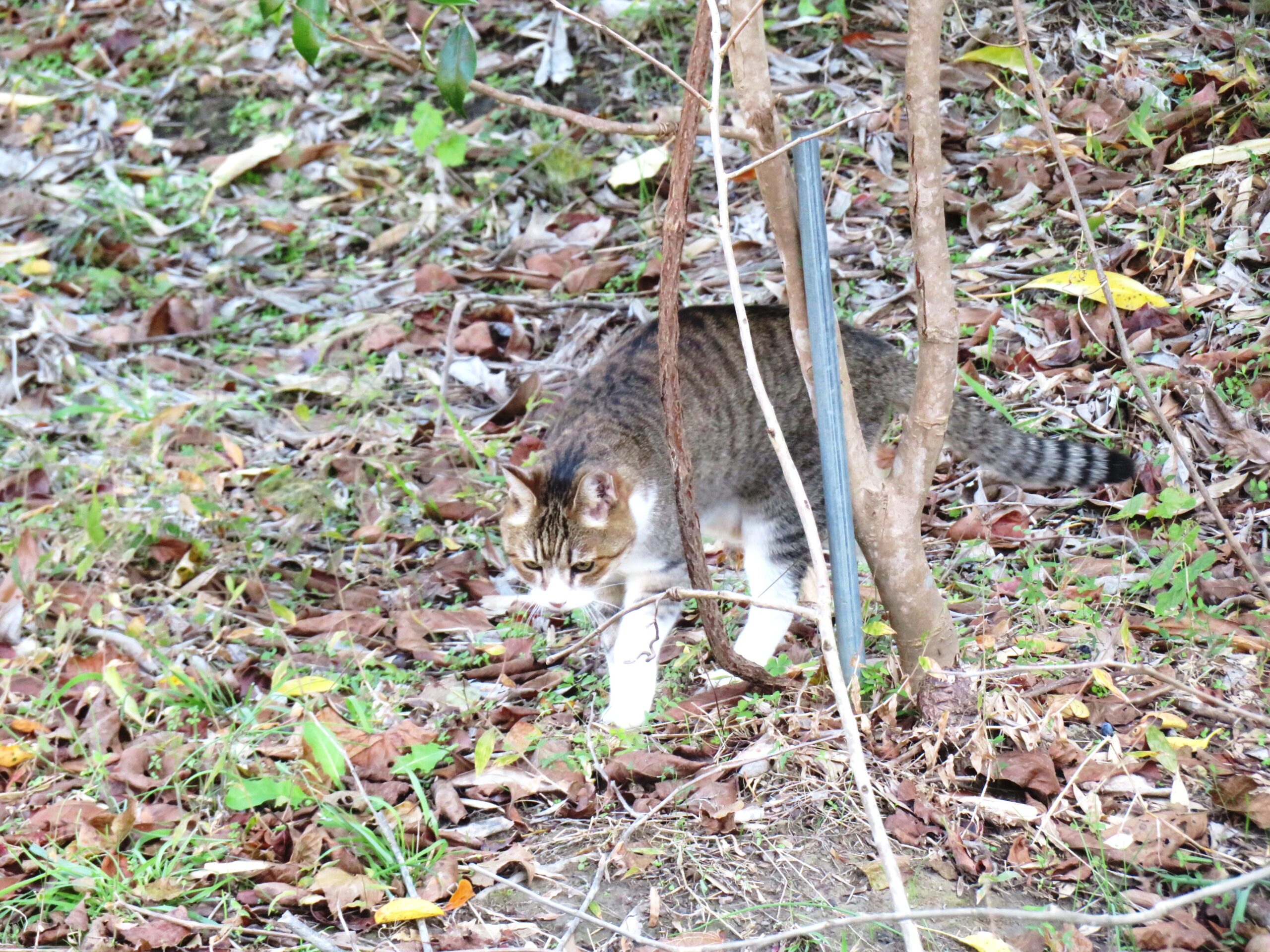 ねこ、風太　巡回