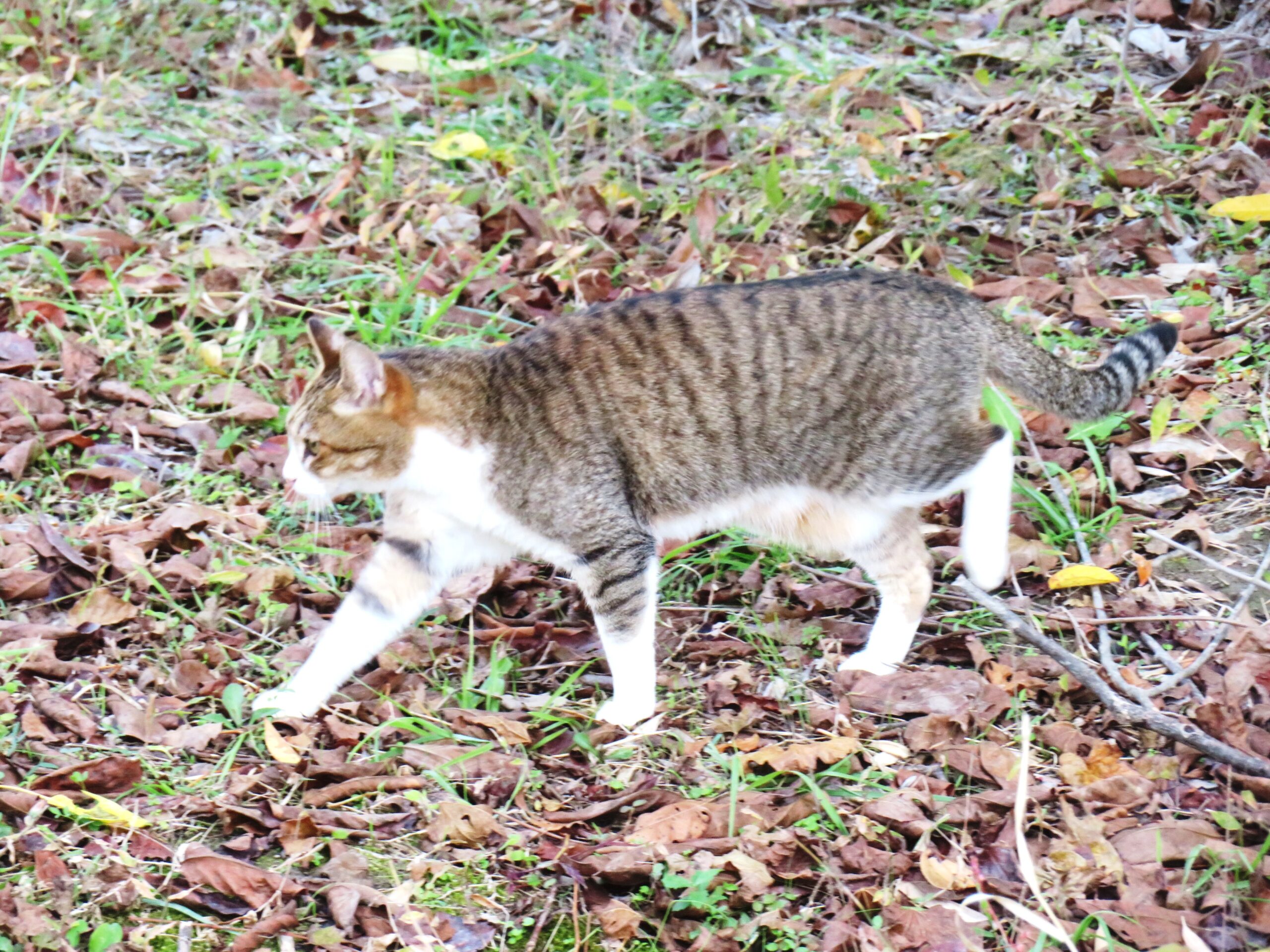 ねこ、風太　巡回