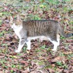 ねこ、風太　巡回