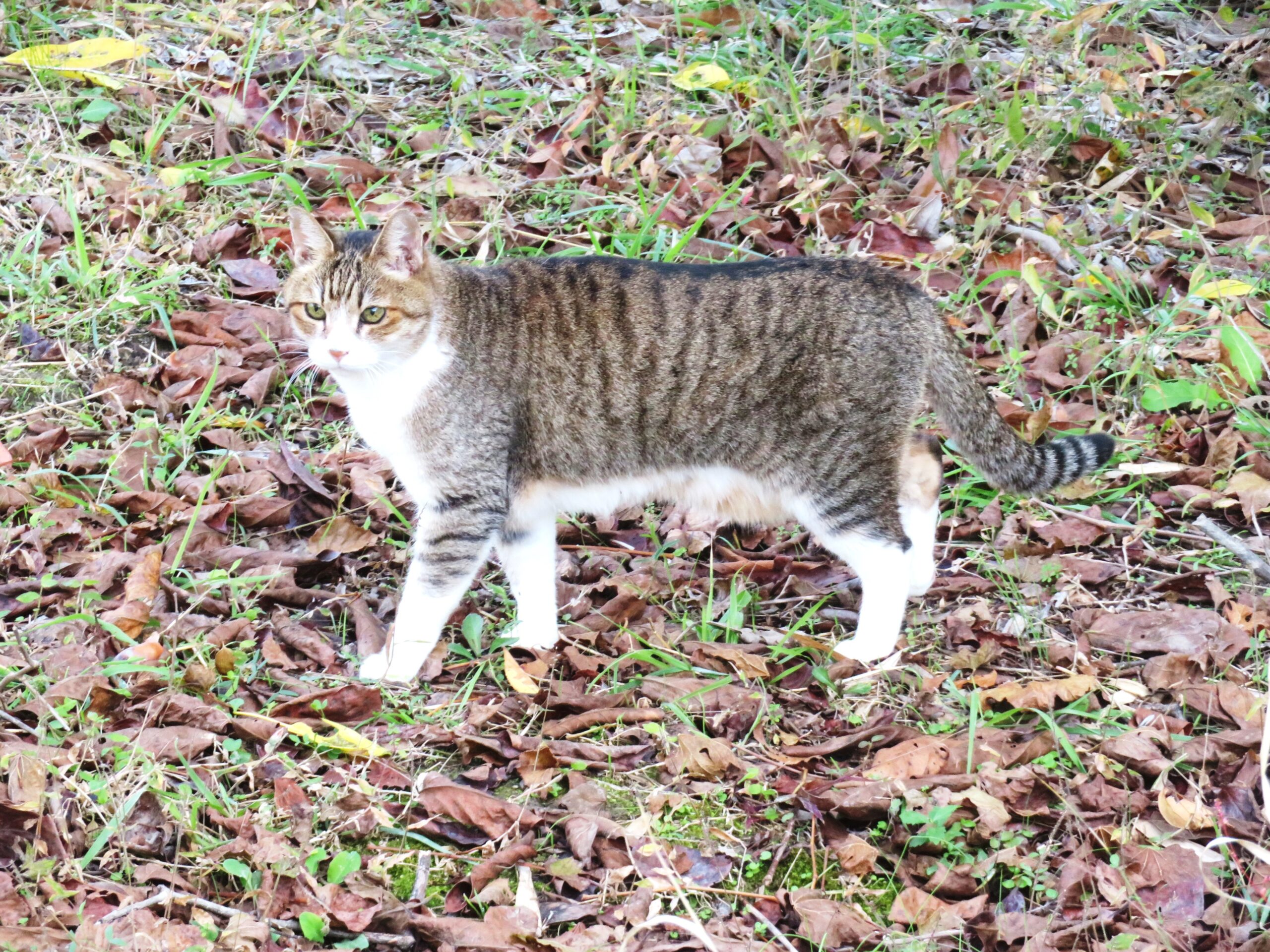 ねこ、風太　巡回