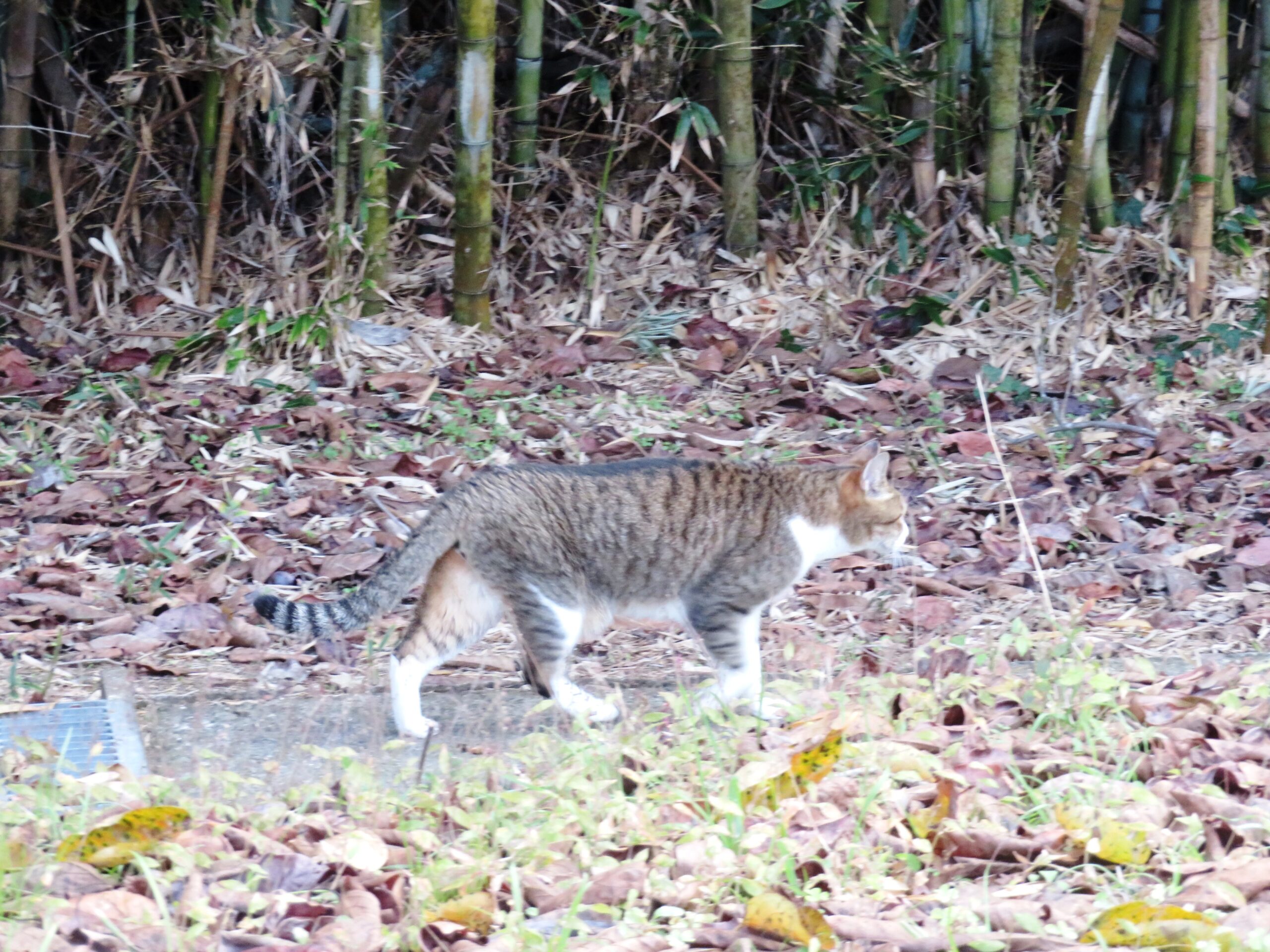 ねこ、風太　巡回
