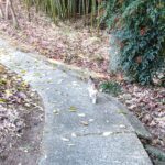 ねこ、風太　巡回