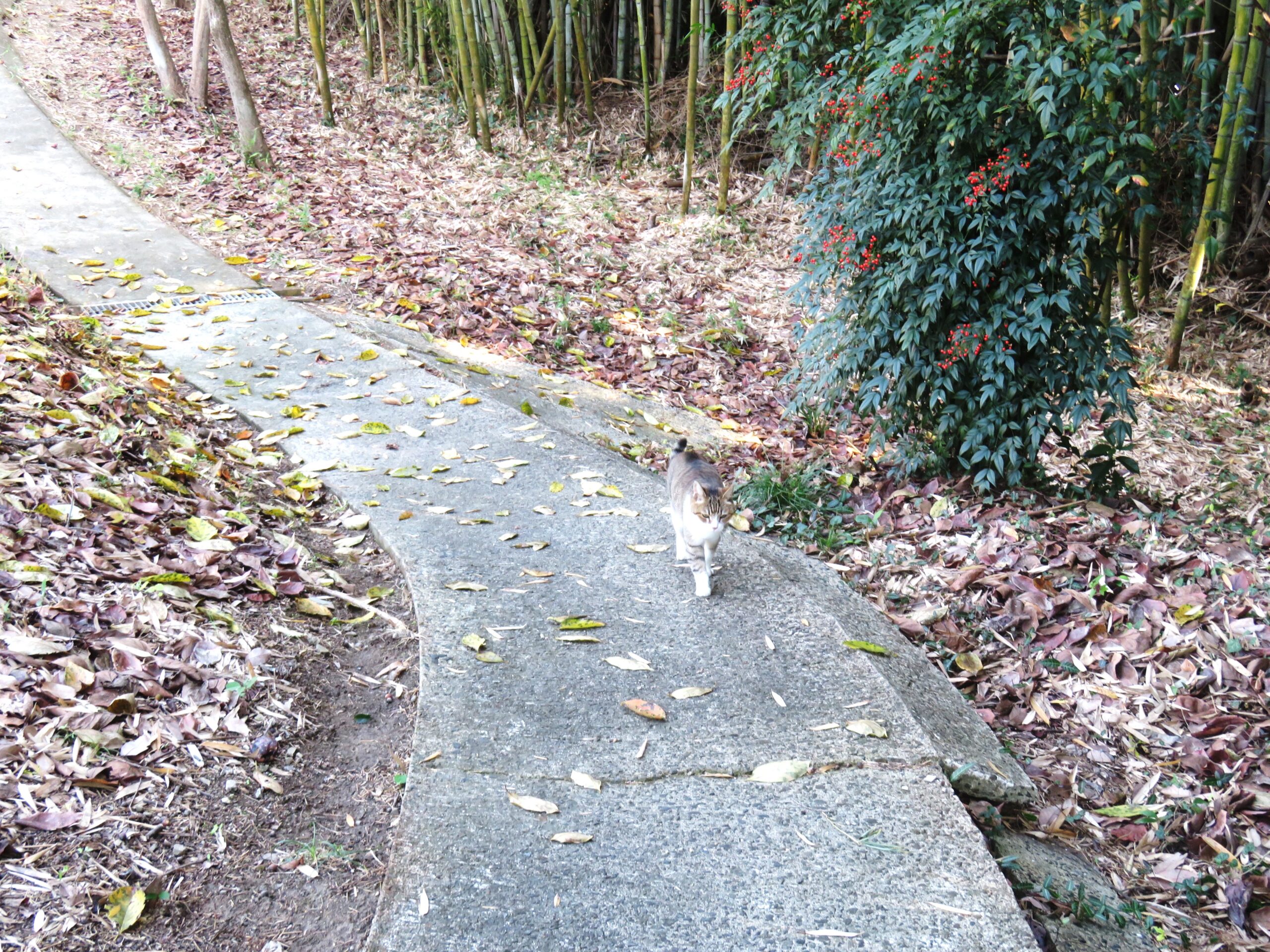 ねこ、風太　巡回