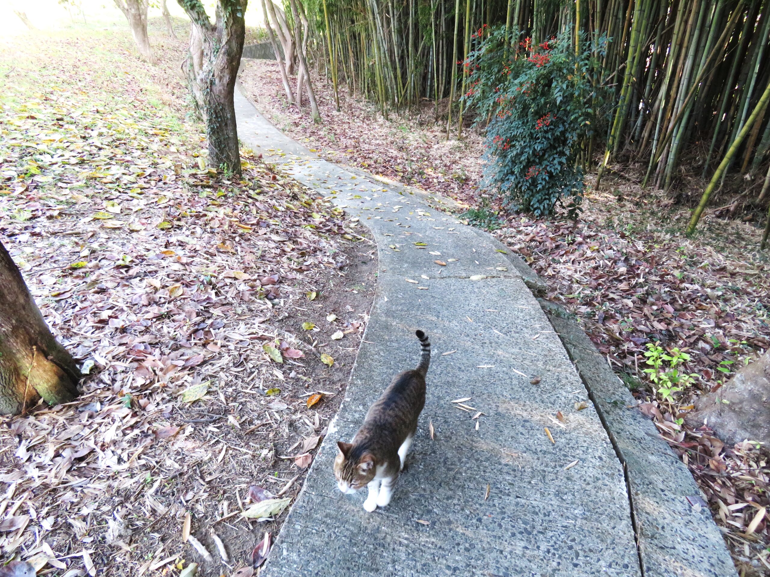 ねこ、風太　巡回