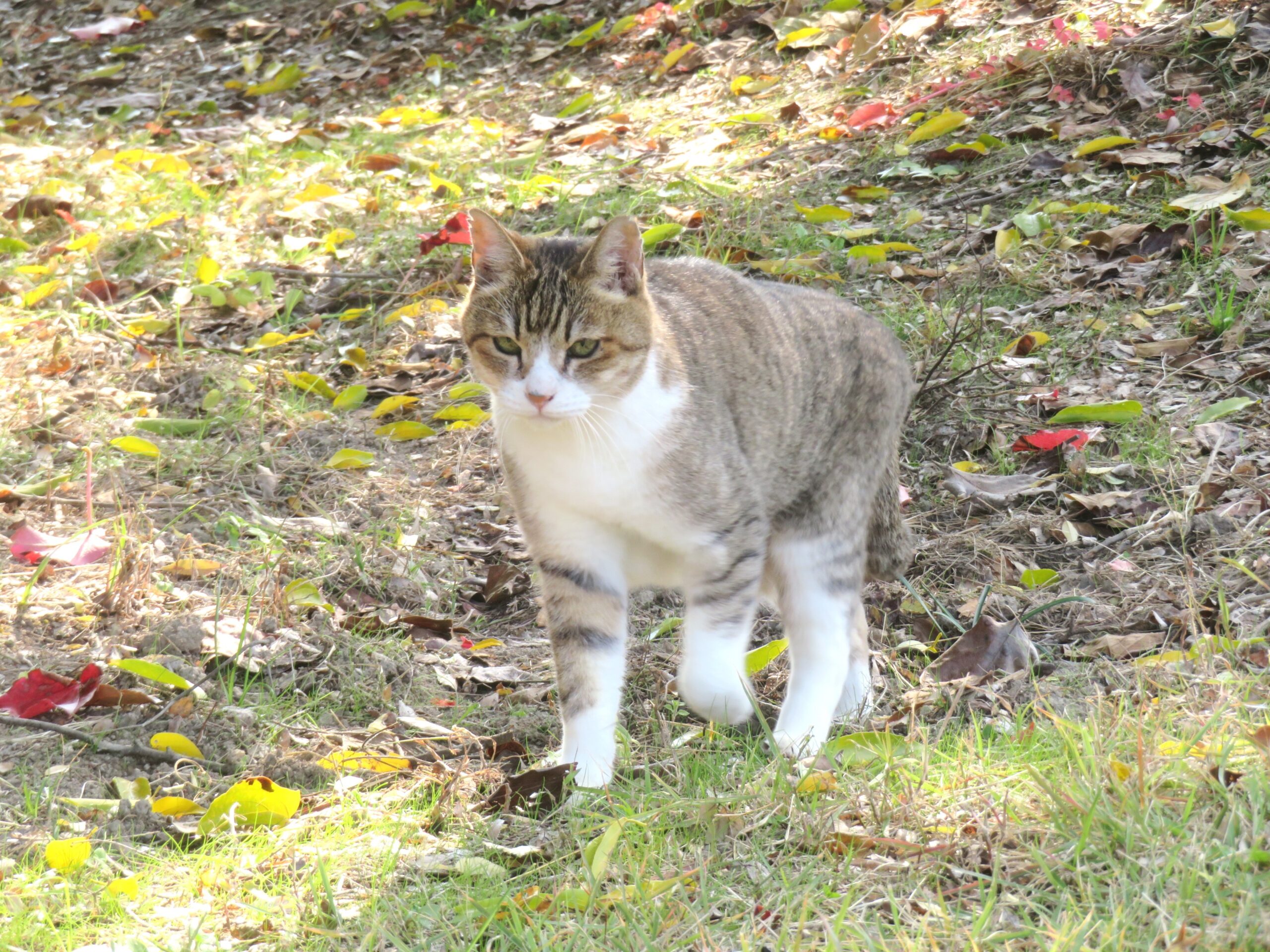 ねこ、風太 巡回