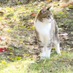 ねこ、風太　巡回
