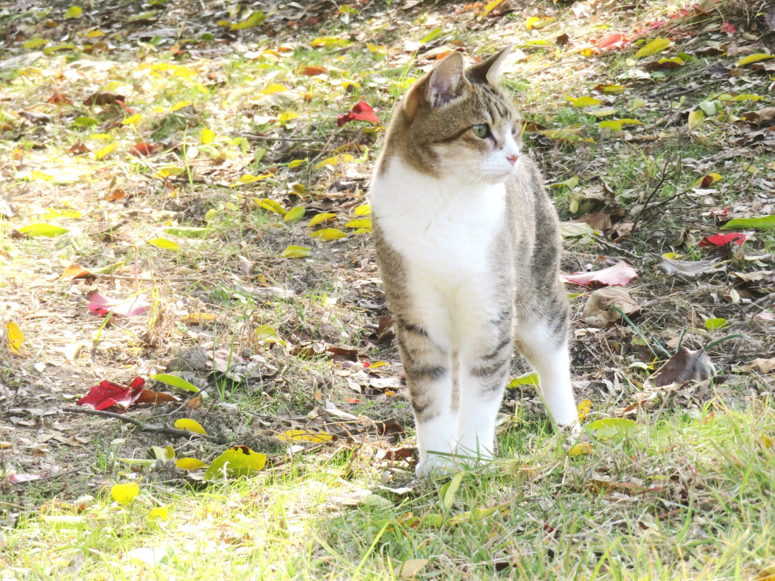ねこ、風太 巡回