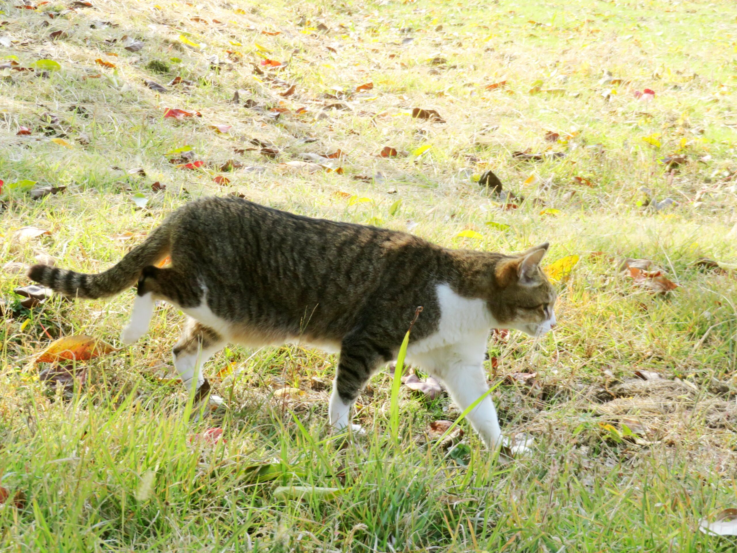 ねこ、風太 巡回