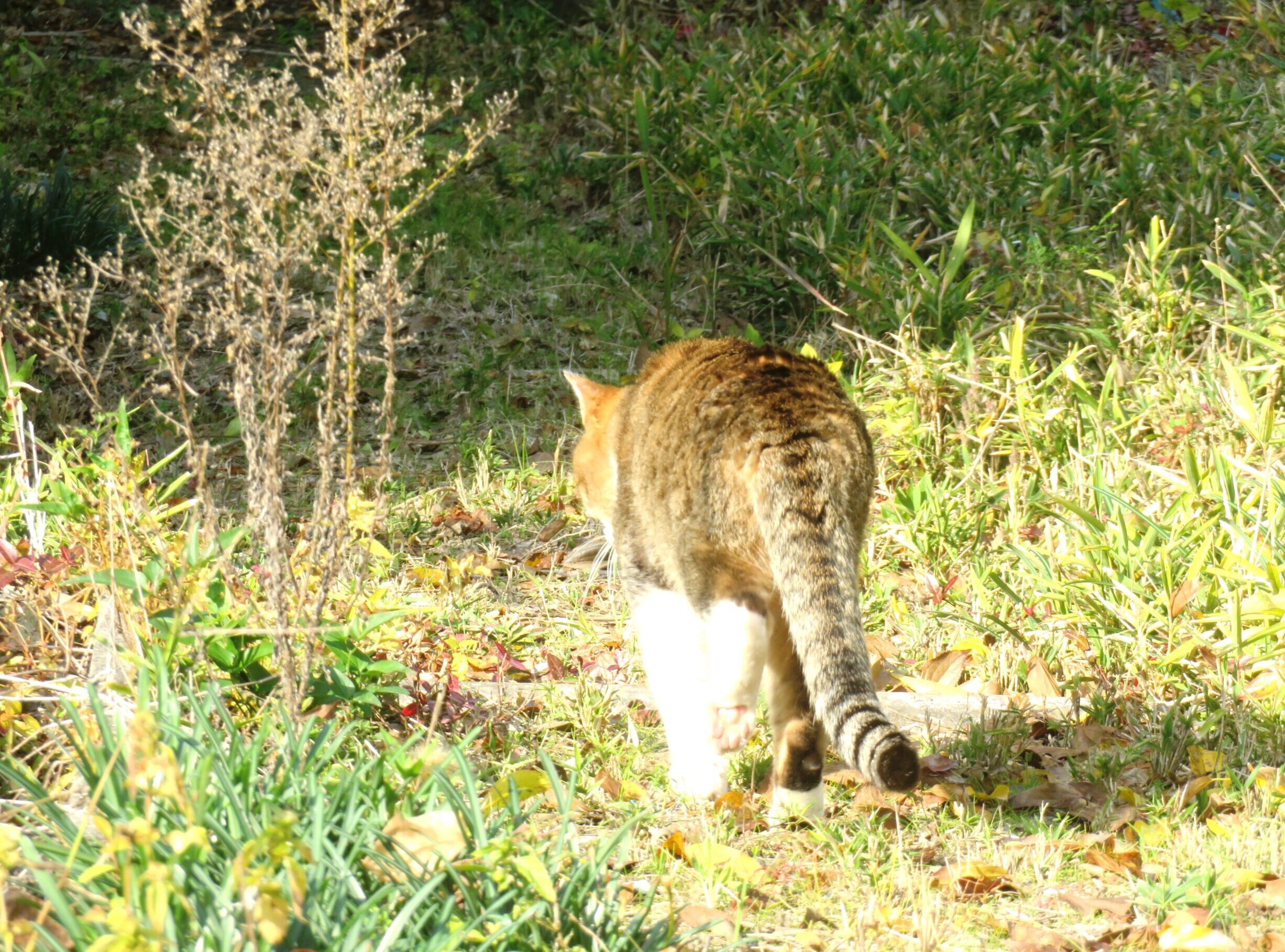 ねこ、風太 巡回