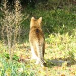 ねこ、風太　巡回