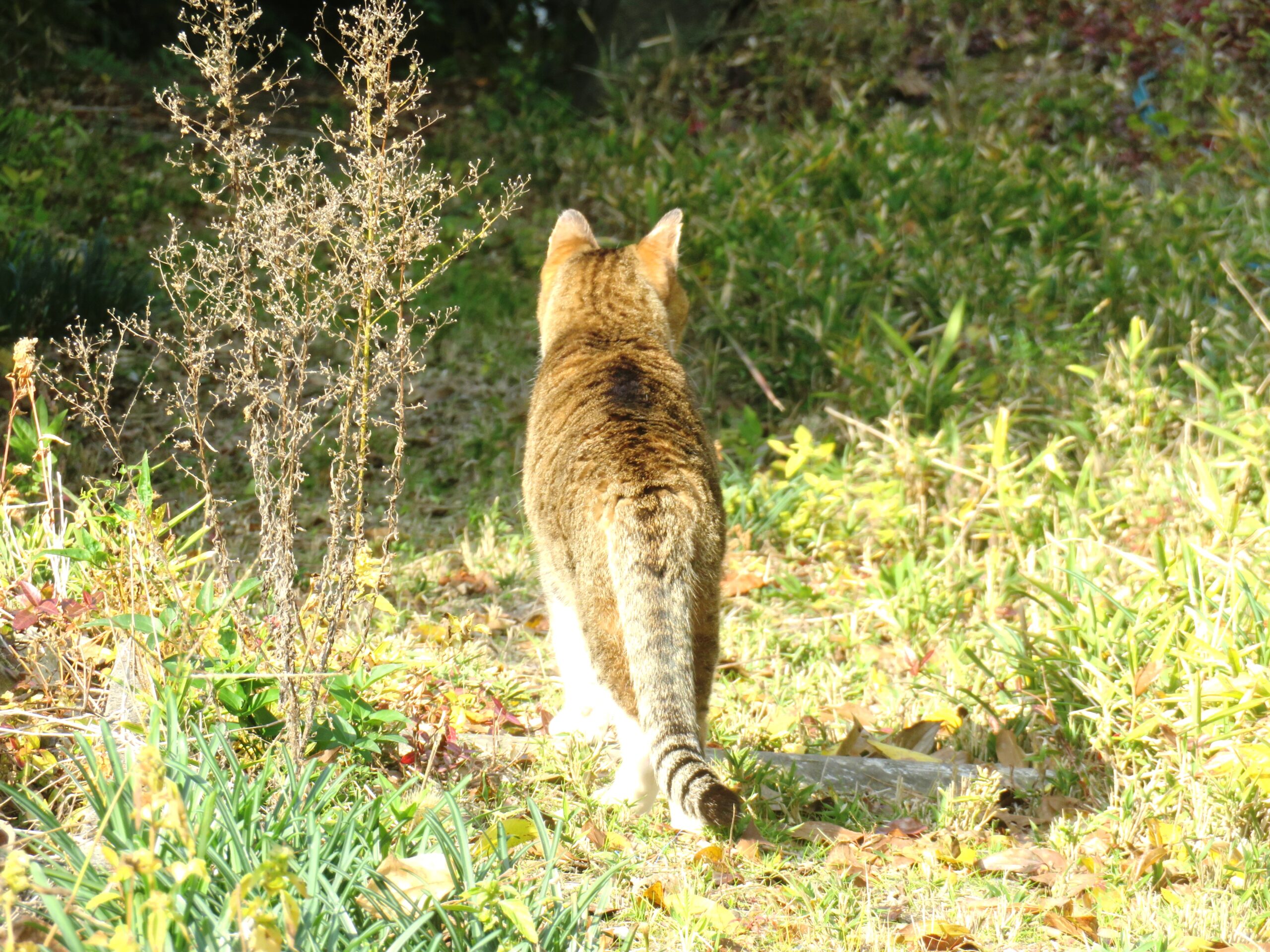 ねこ、風太 巡回