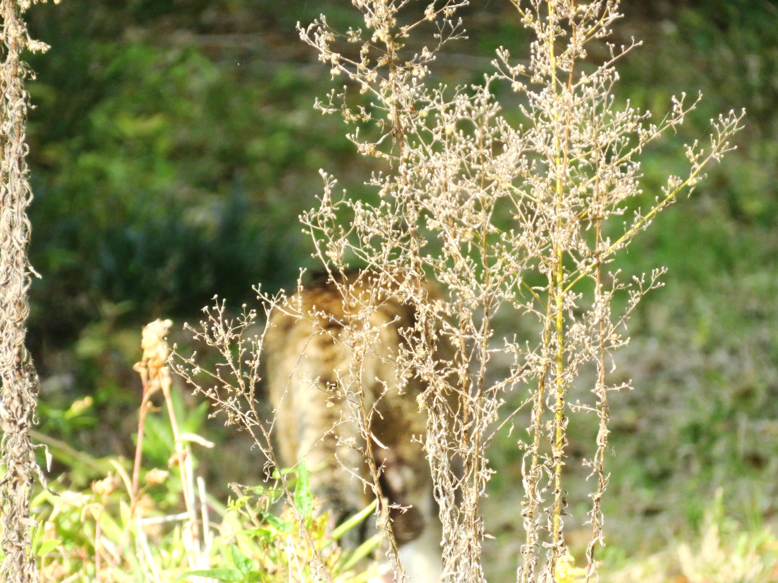 ねこ、風太 巡回
