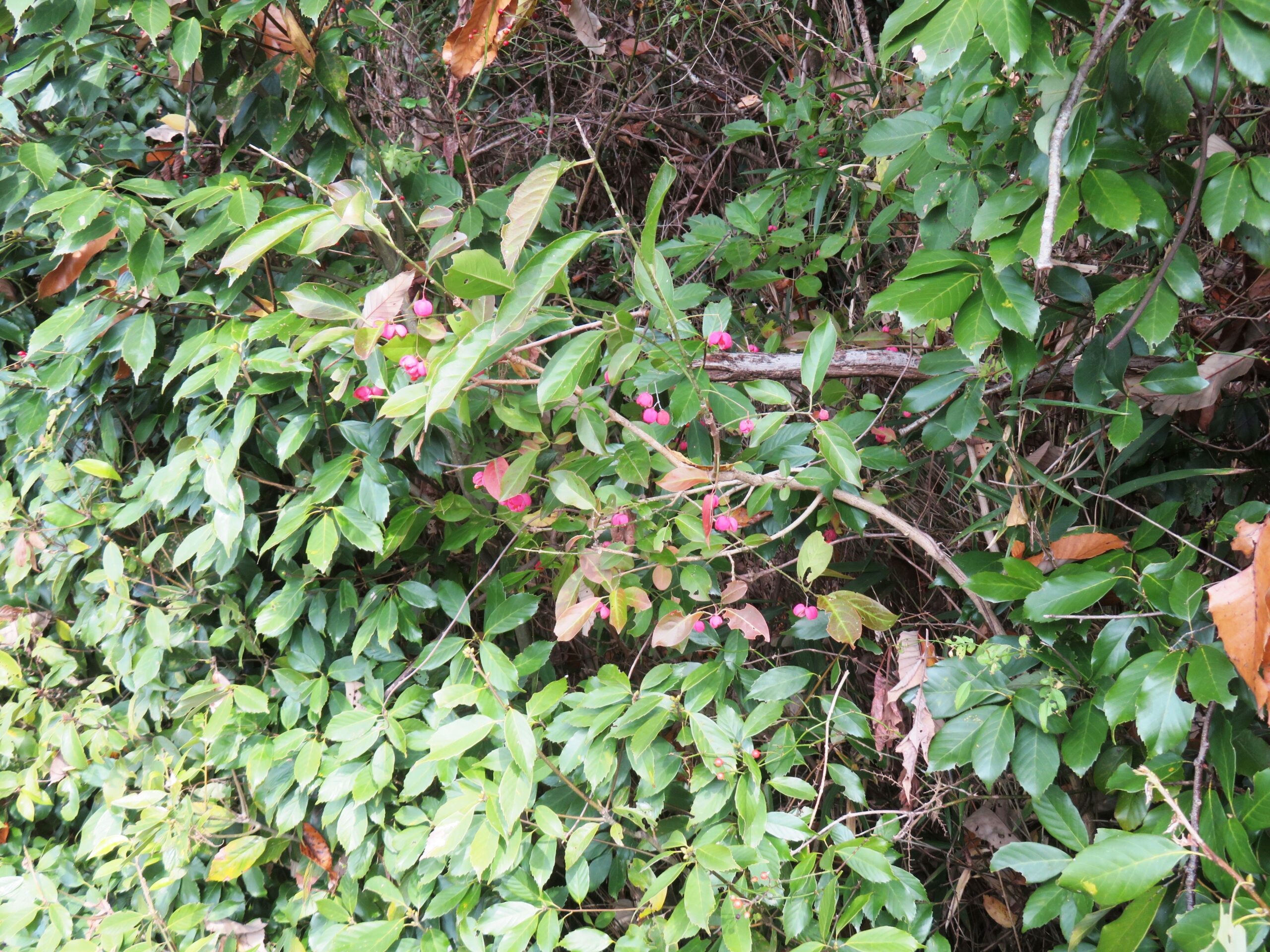 マユミ（檀・真弓）の実