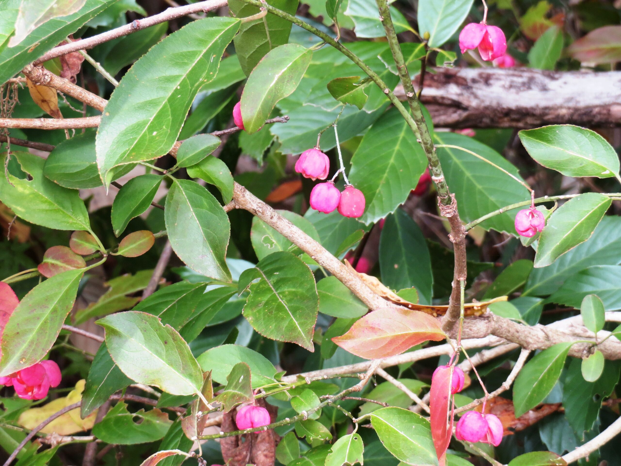 マユミ（檀・真弓）の実
