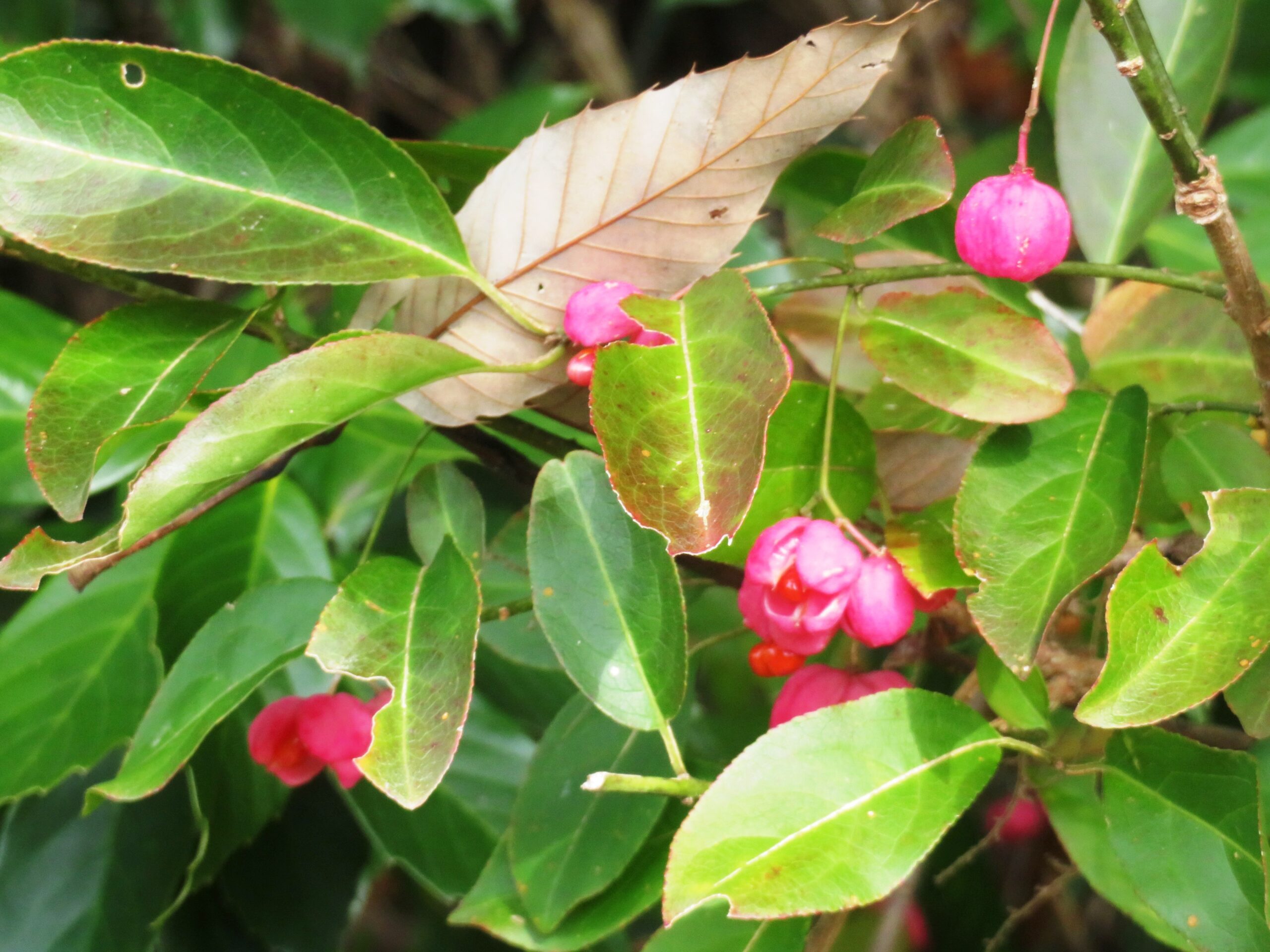 マユミ（檀・真弓）の実