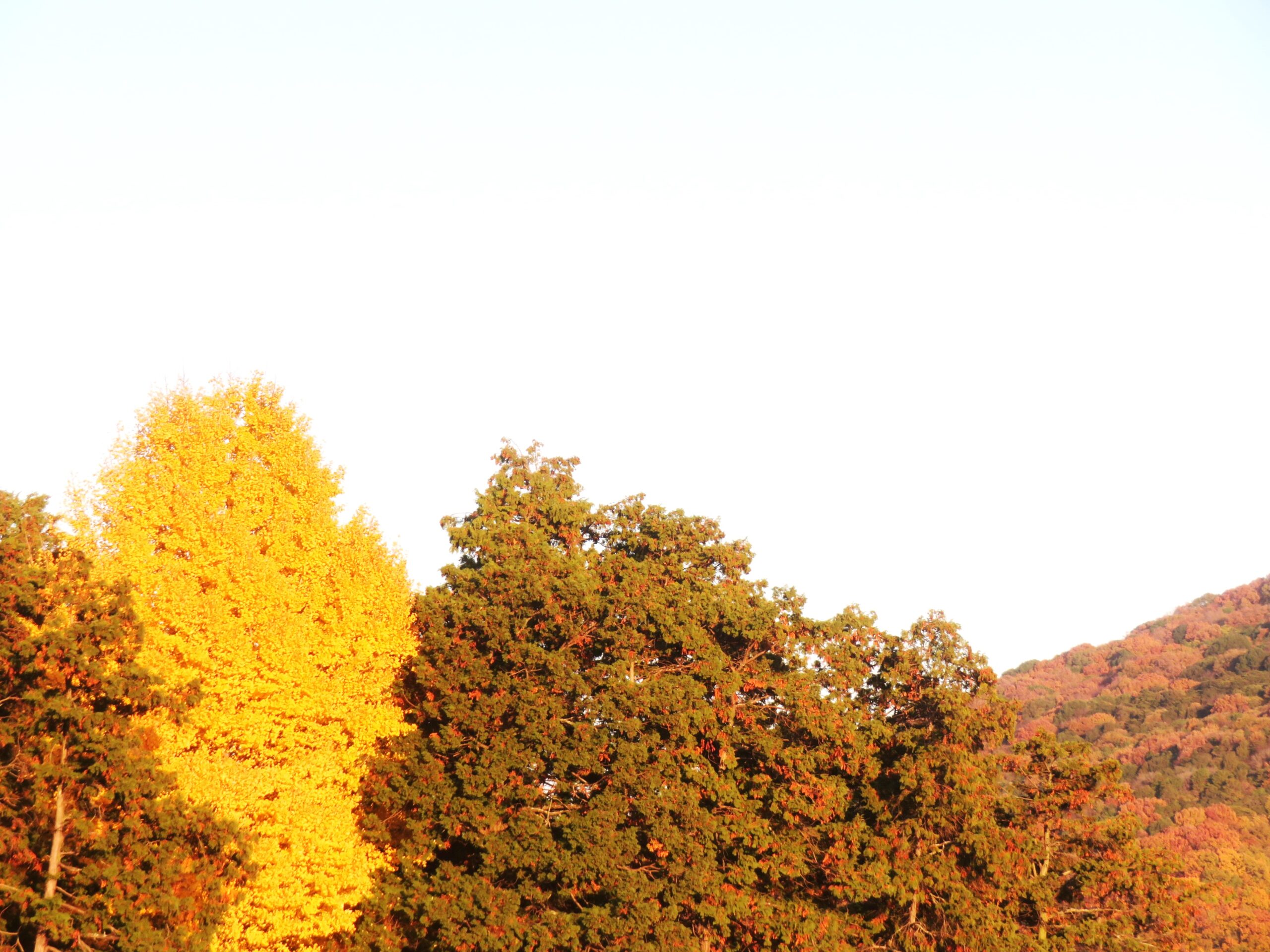 神社の銀杏 夕景