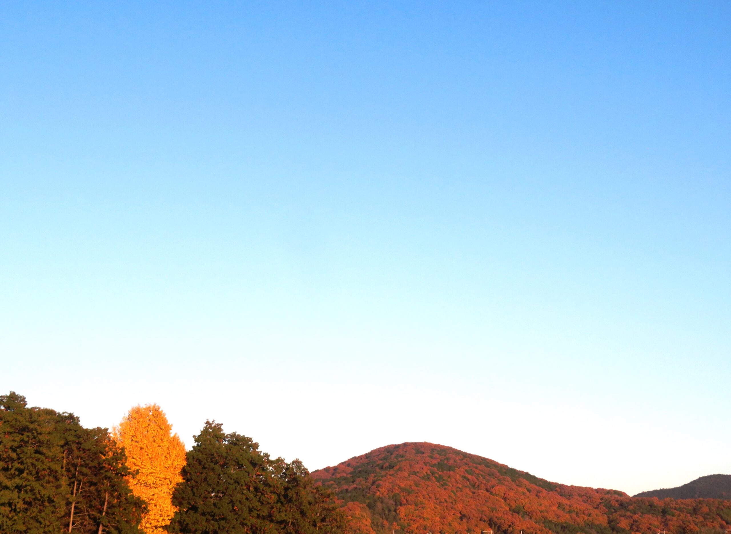 神社の銀杏 夕景