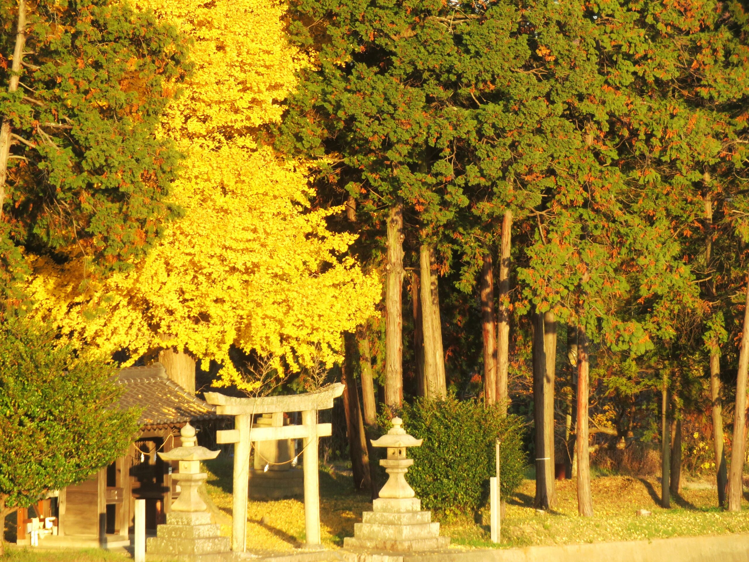 神社の銀杏 夕景