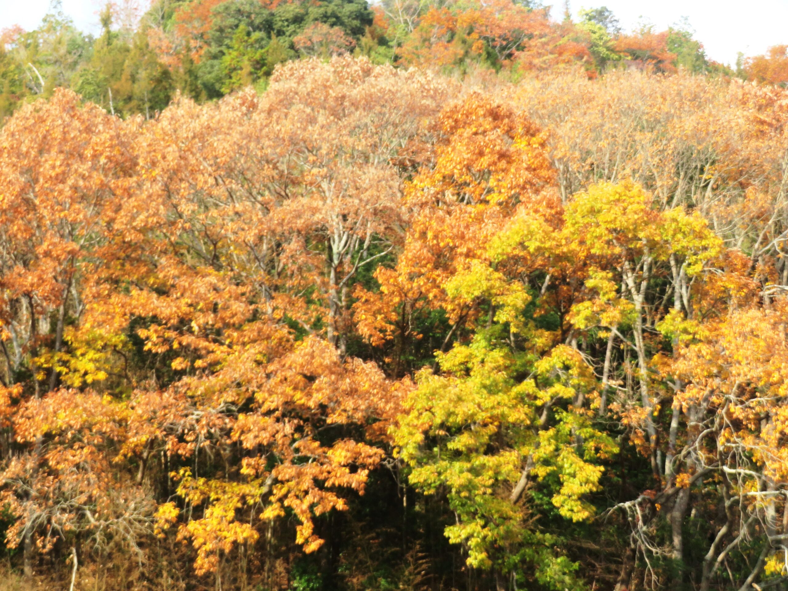12月の山の木々