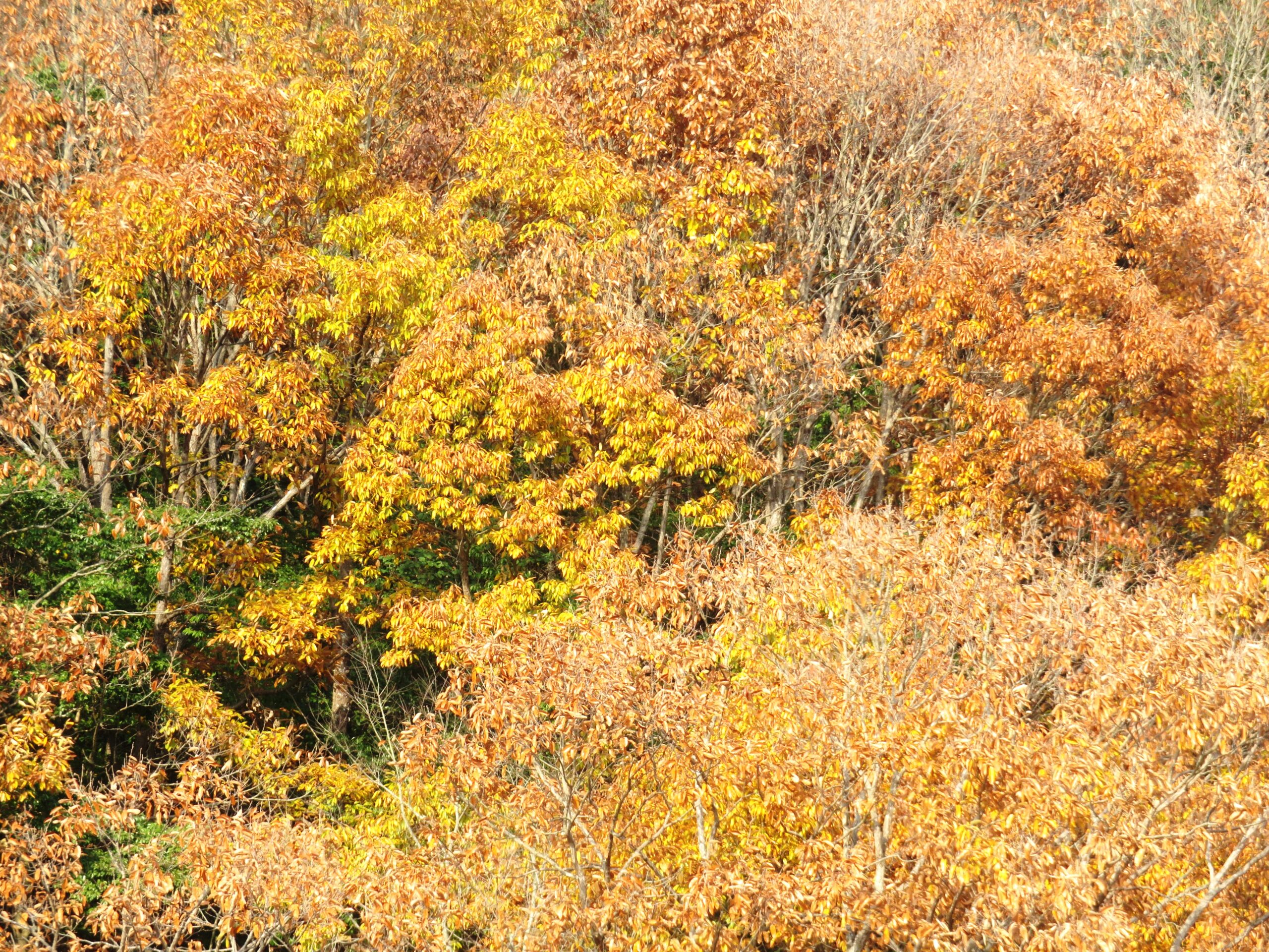 12月の山の木々