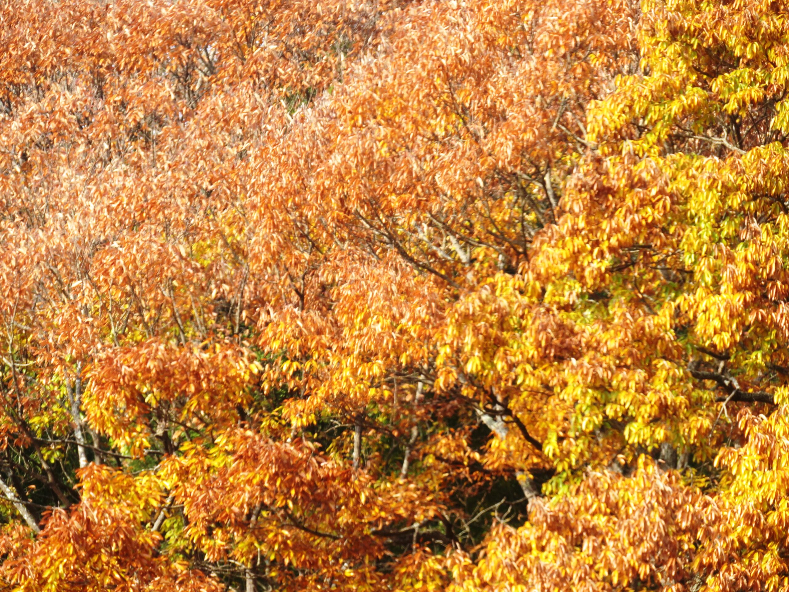 12月の山の木々